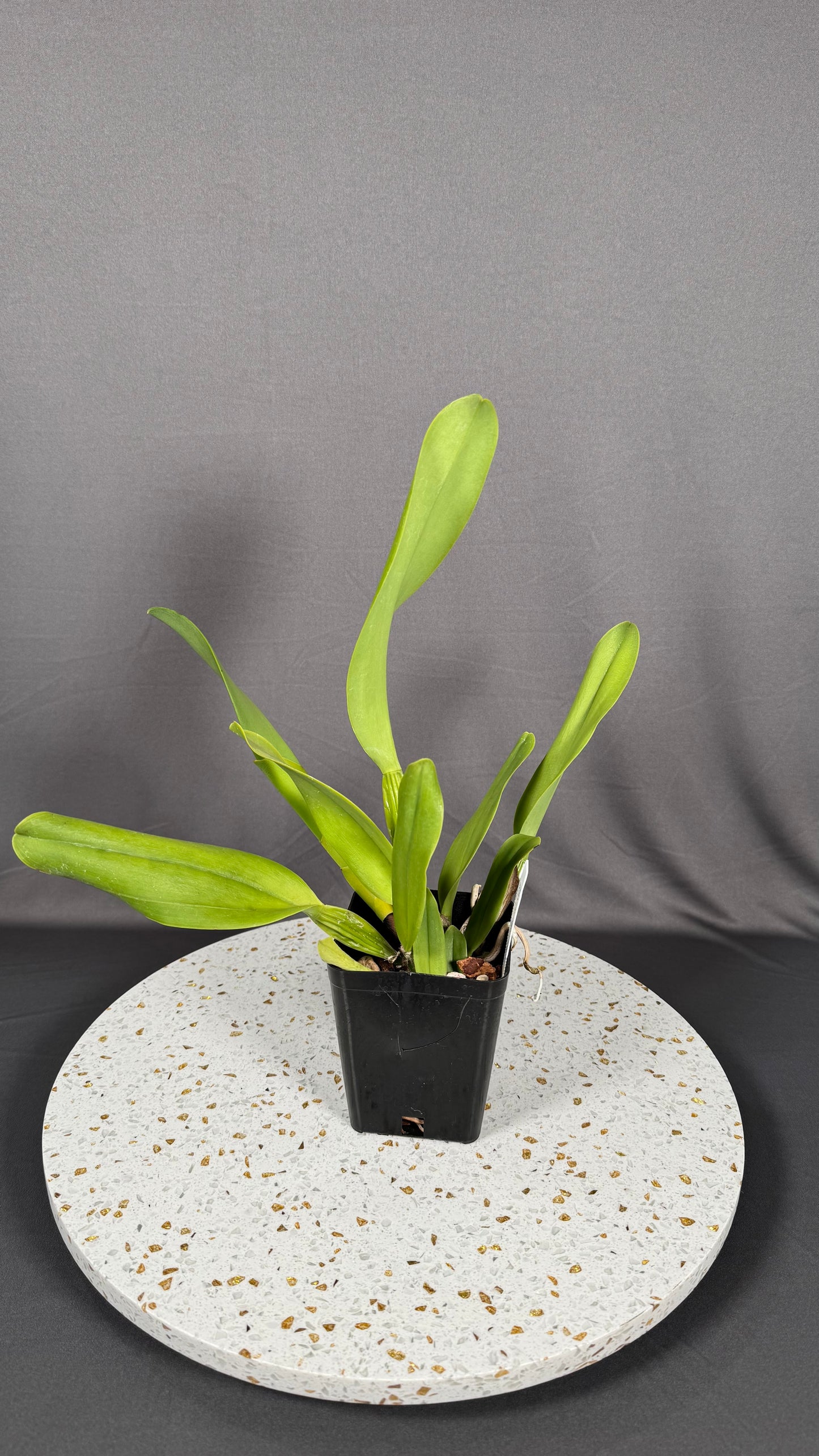 Large Cattleya Fragrant Blc. Waianae Appeal 'Carmela'