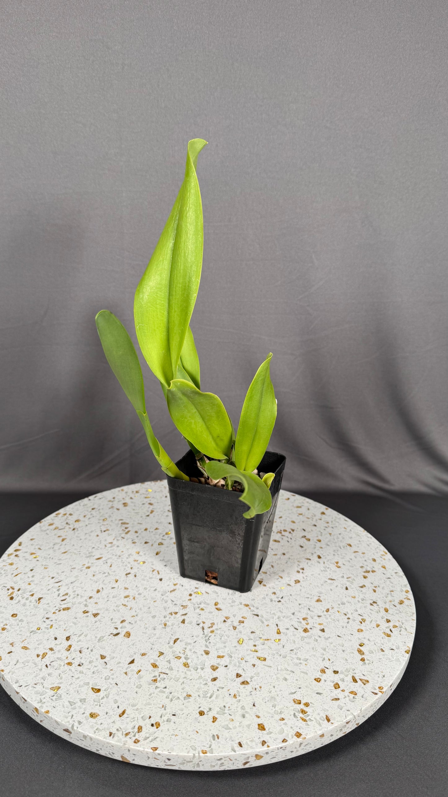 Large Cattleya Fragrant Blc. Waianae Appeal 'Carmela'