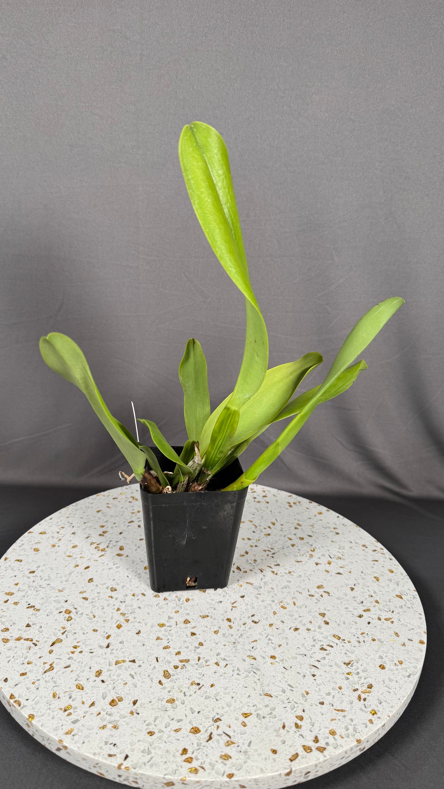 Large Cattleya Fragrant Blc. Waianae Appeal 'Carmela'