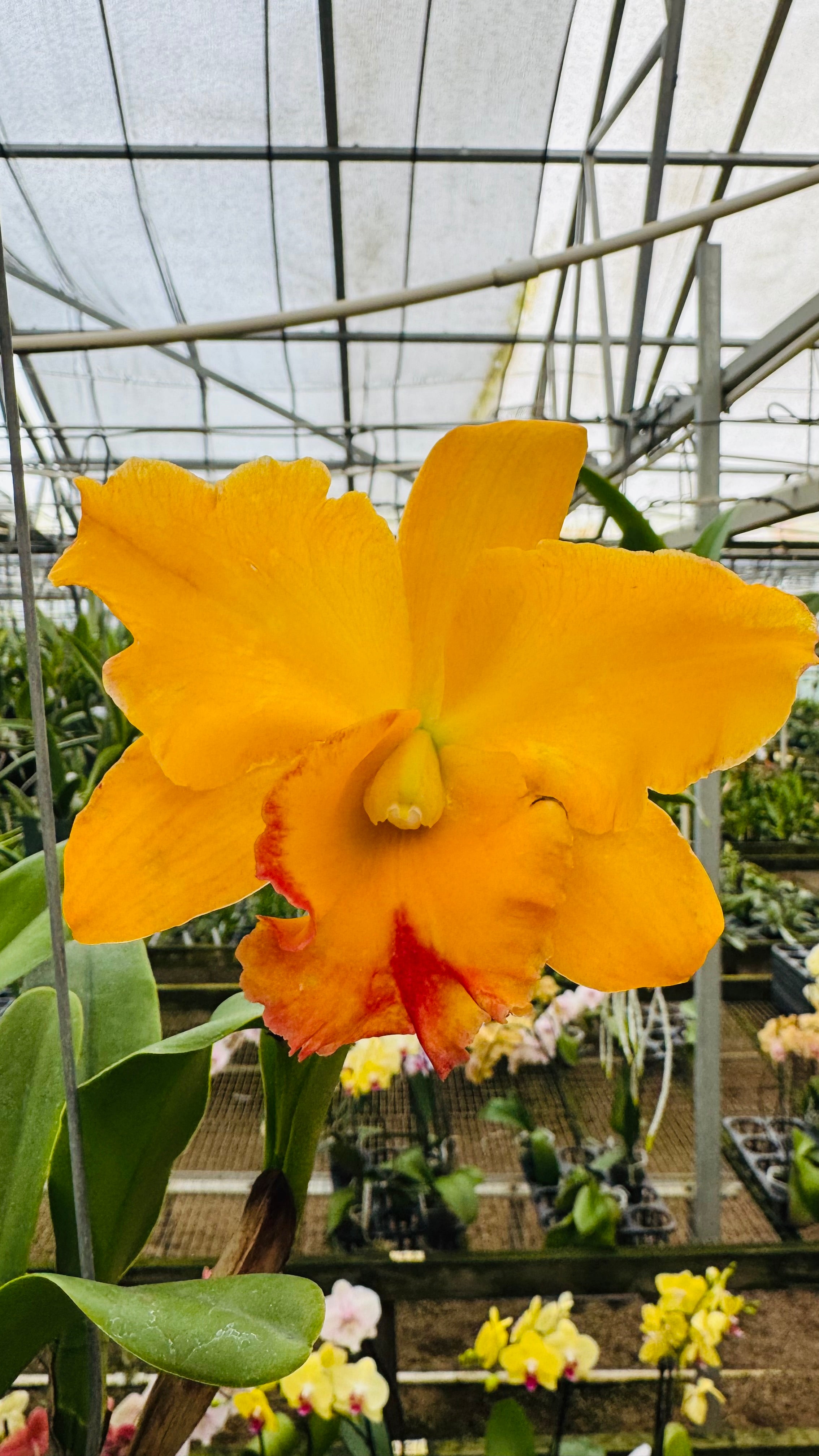 Fleur Catシリーズ⭐︎jsk/イエロー×サックス Fleur Catシリーズ⭐︎jsk/イエロー×サックス