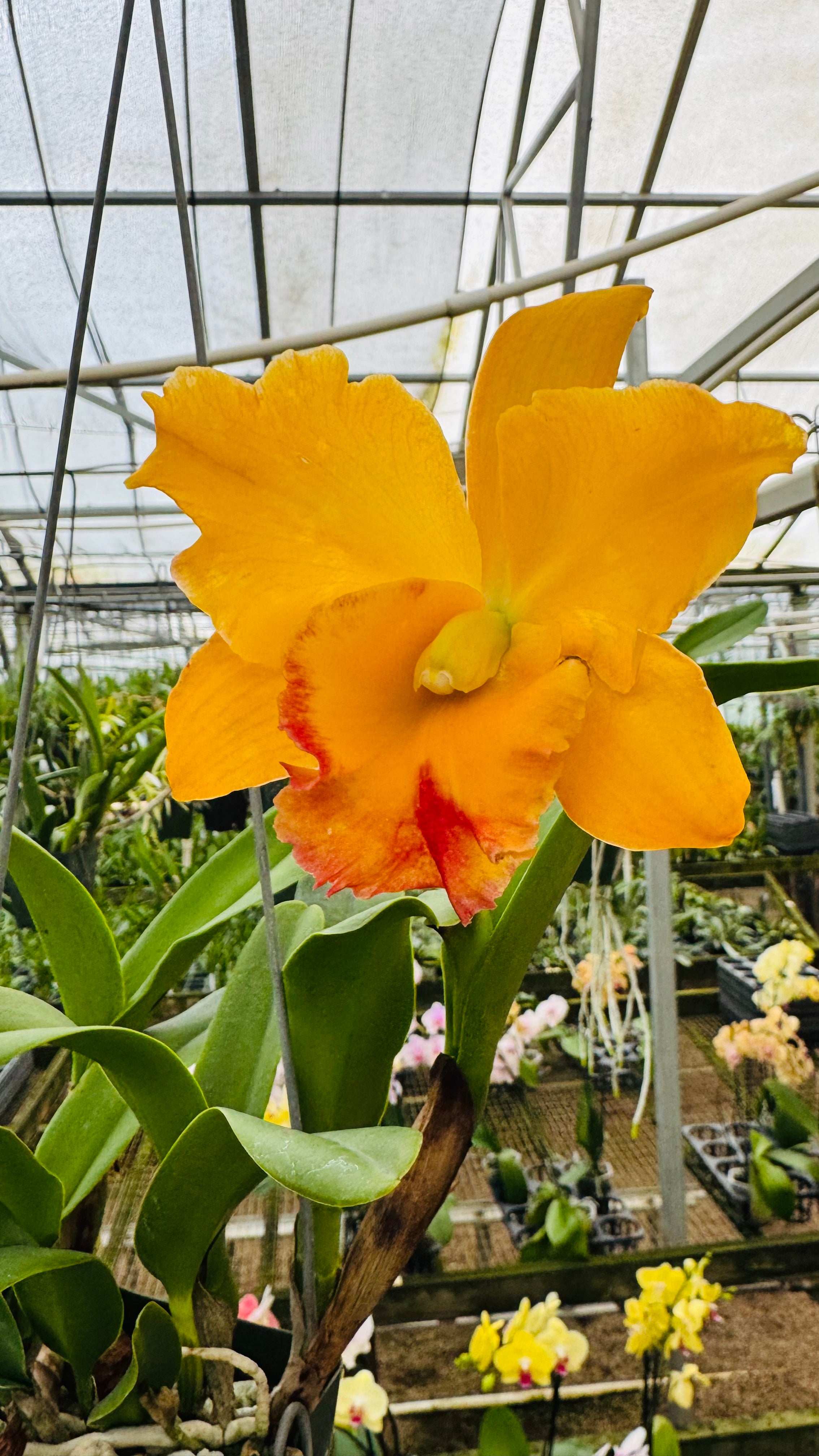 Large Cattleya Fragrant Blc. Yasuji Takasaki 'Hawaii' – Peak Orchids
