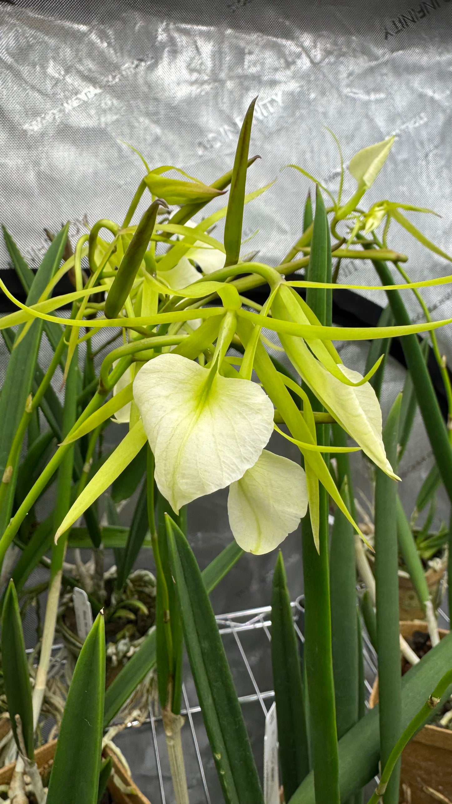 Brassavola (Brass.) Little Stars