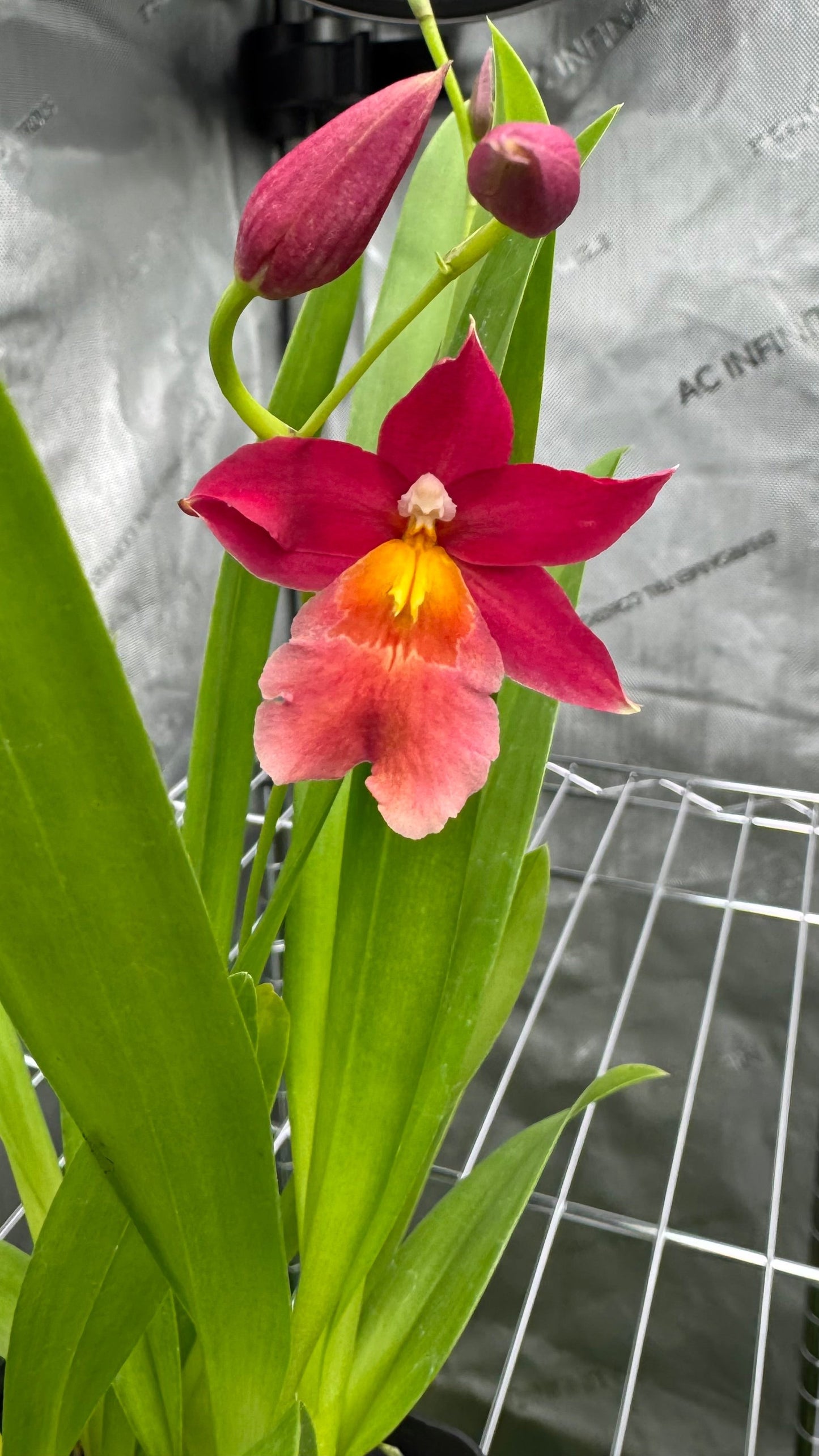 Burrageara (Burr.) 'Francine 'Roseglow'