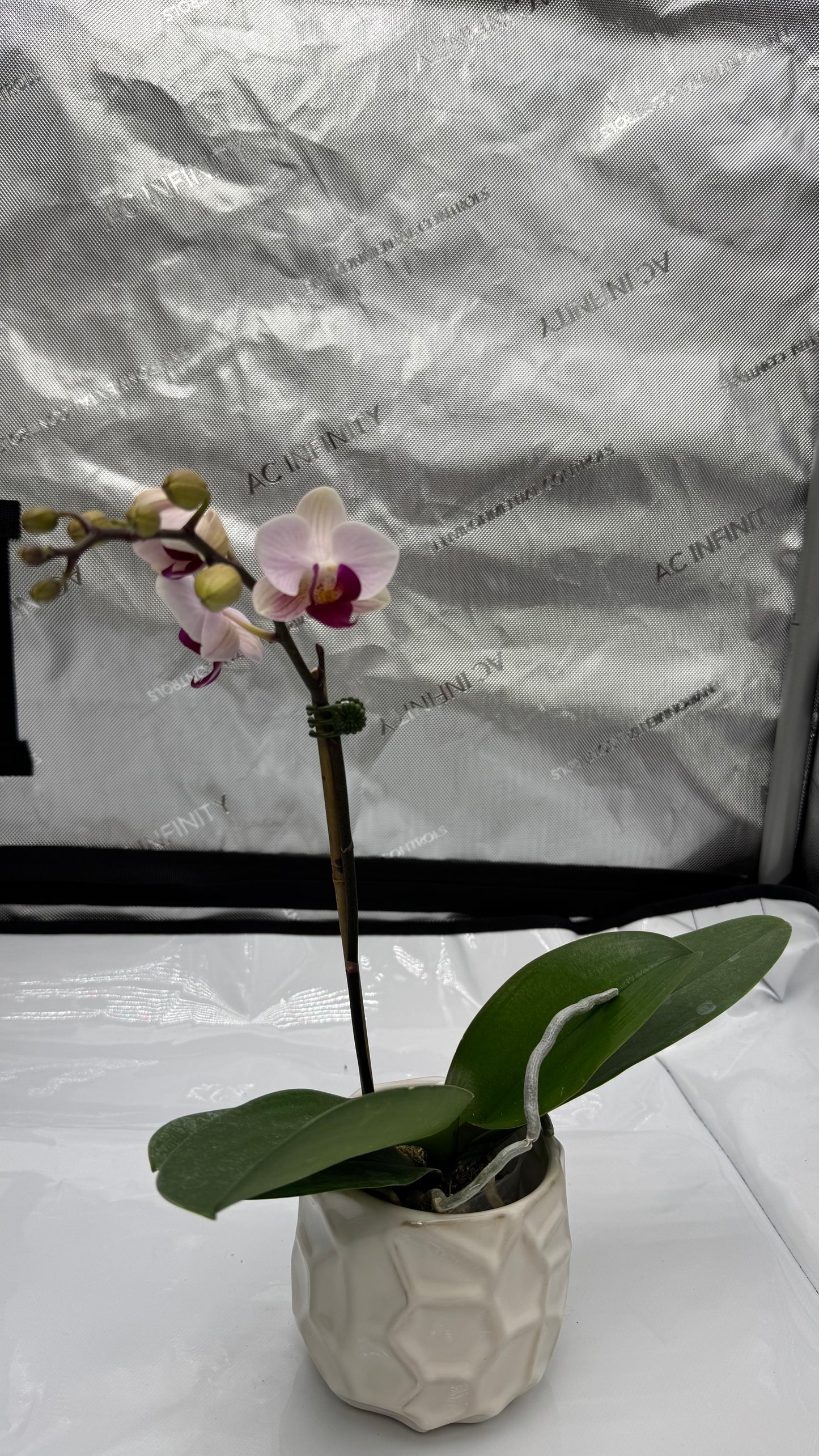 Phalaenopsis Little Gem Stripe No.1 Single Spike In Bud/Bloom