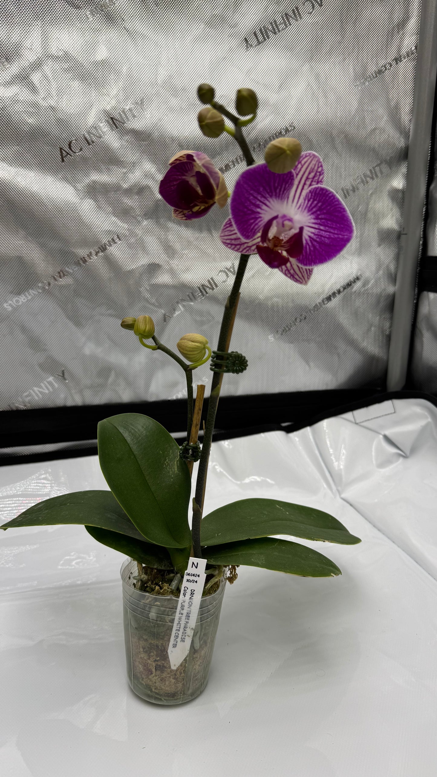 Phalaenopsis Dragon Tree Paradise Single Spike In Bud/Bloom