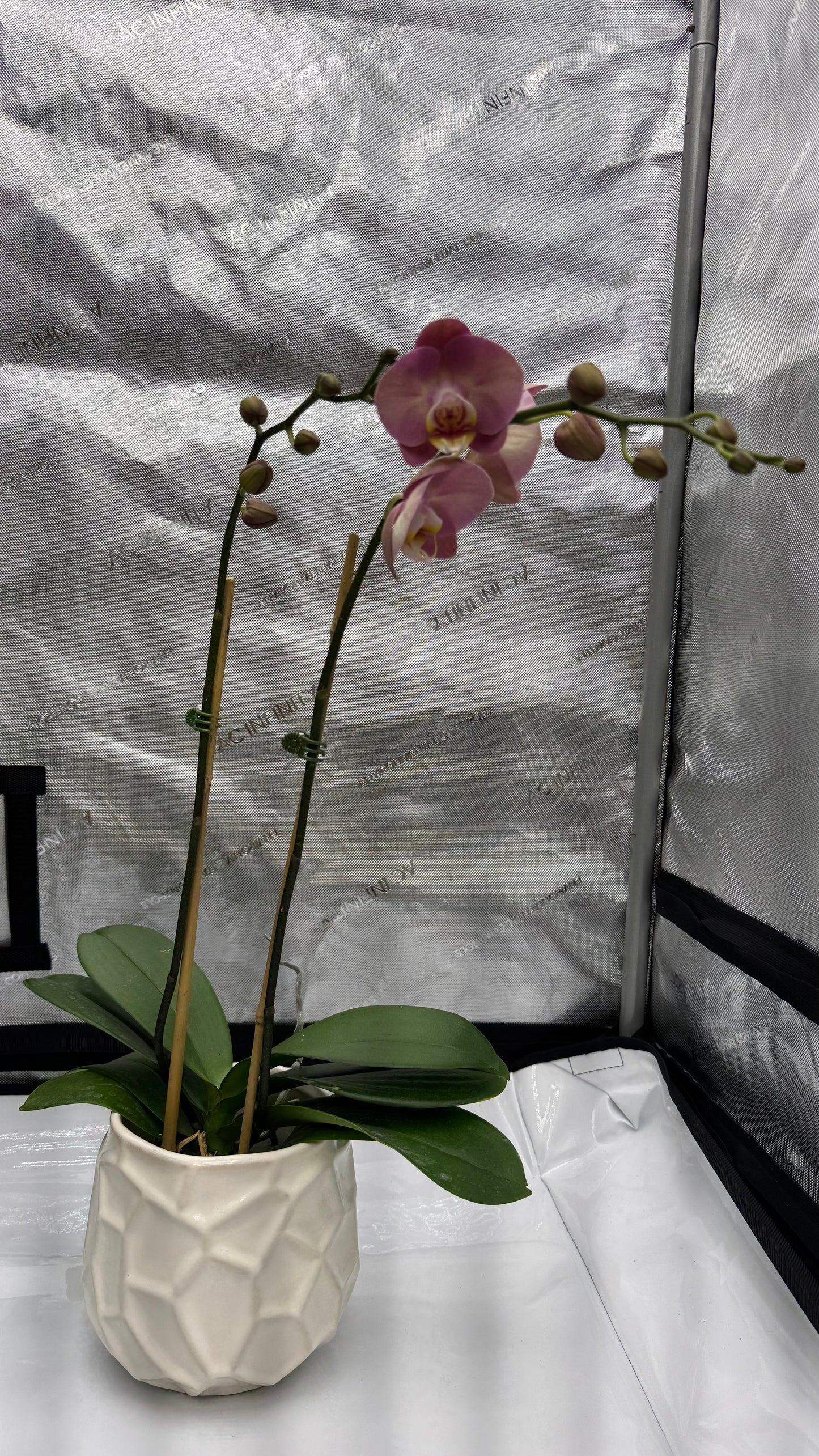 Phalaenopsis KC Honey Peach Double Spike In Bud/Bloom