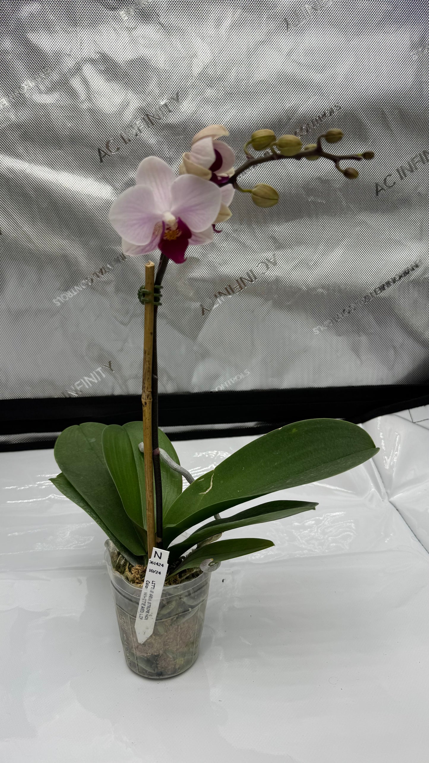 Phalaenopsis Little Gem Stripe No.1 Single Spike In Bud/Bloom