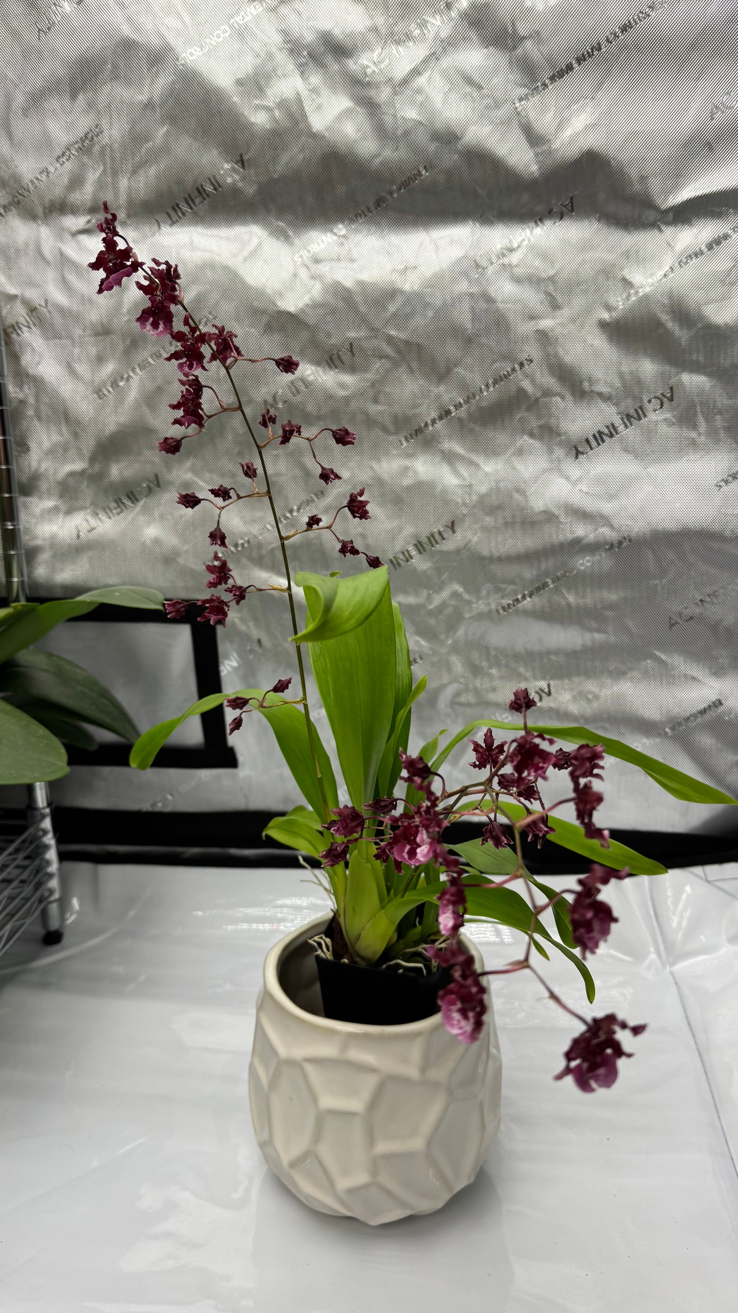 Oncidium (Onc.) Heaven Scent 'Sweet Baby'