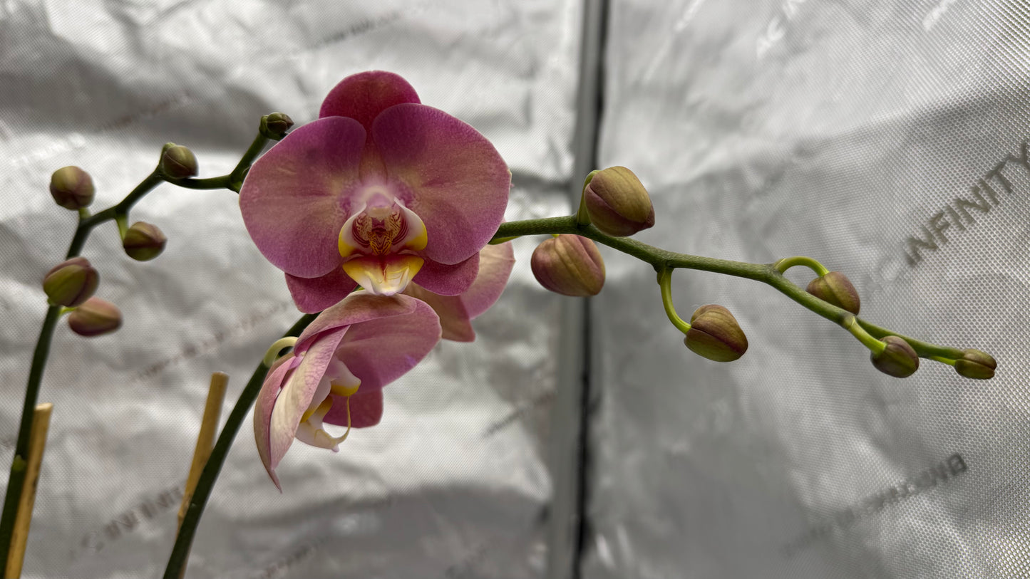 Phalaenopsis KC Honey Peach Double Spike In Bud/Bloom