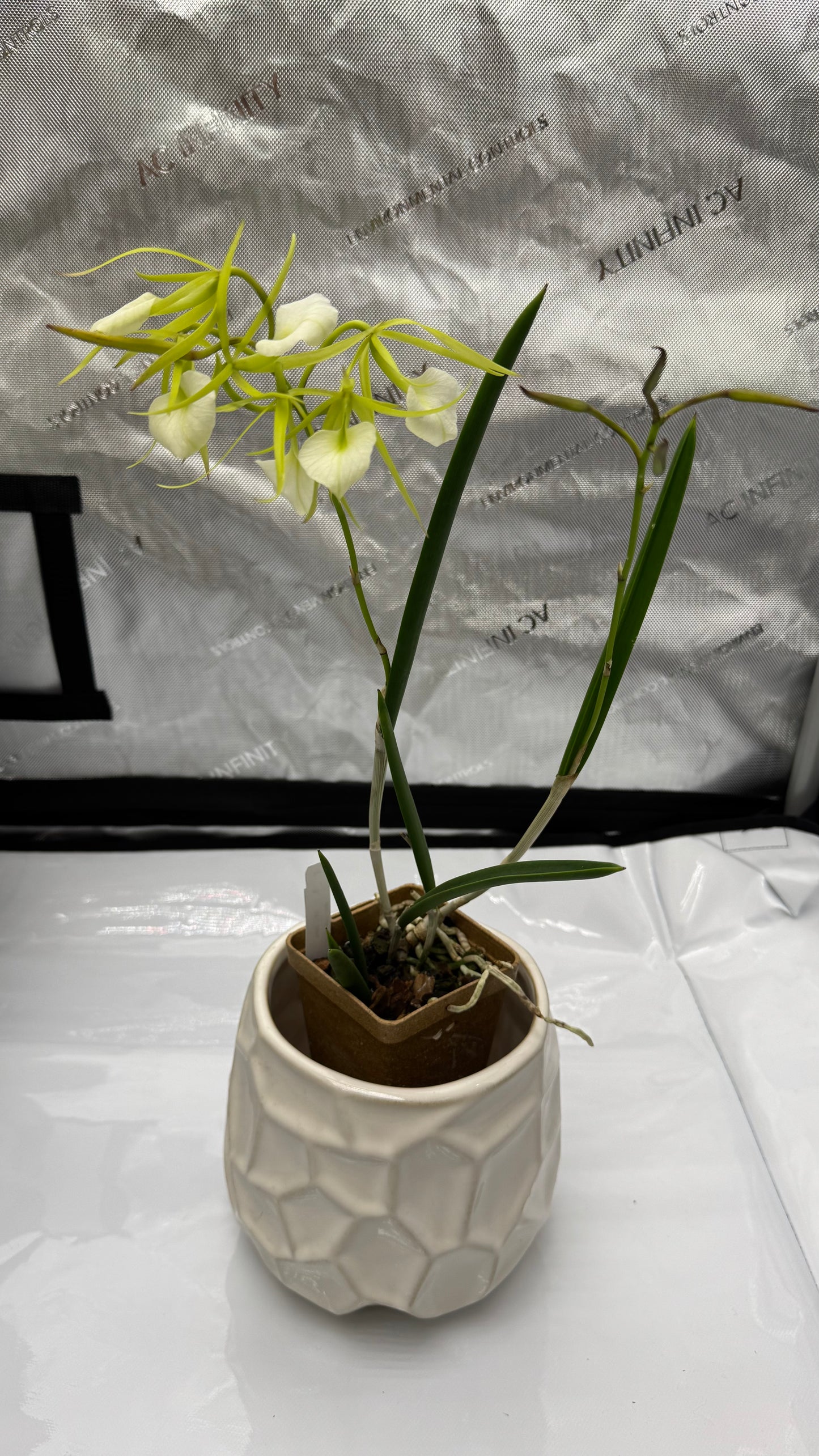 Brassocattleya (BC) Binosa 'Key Lime'