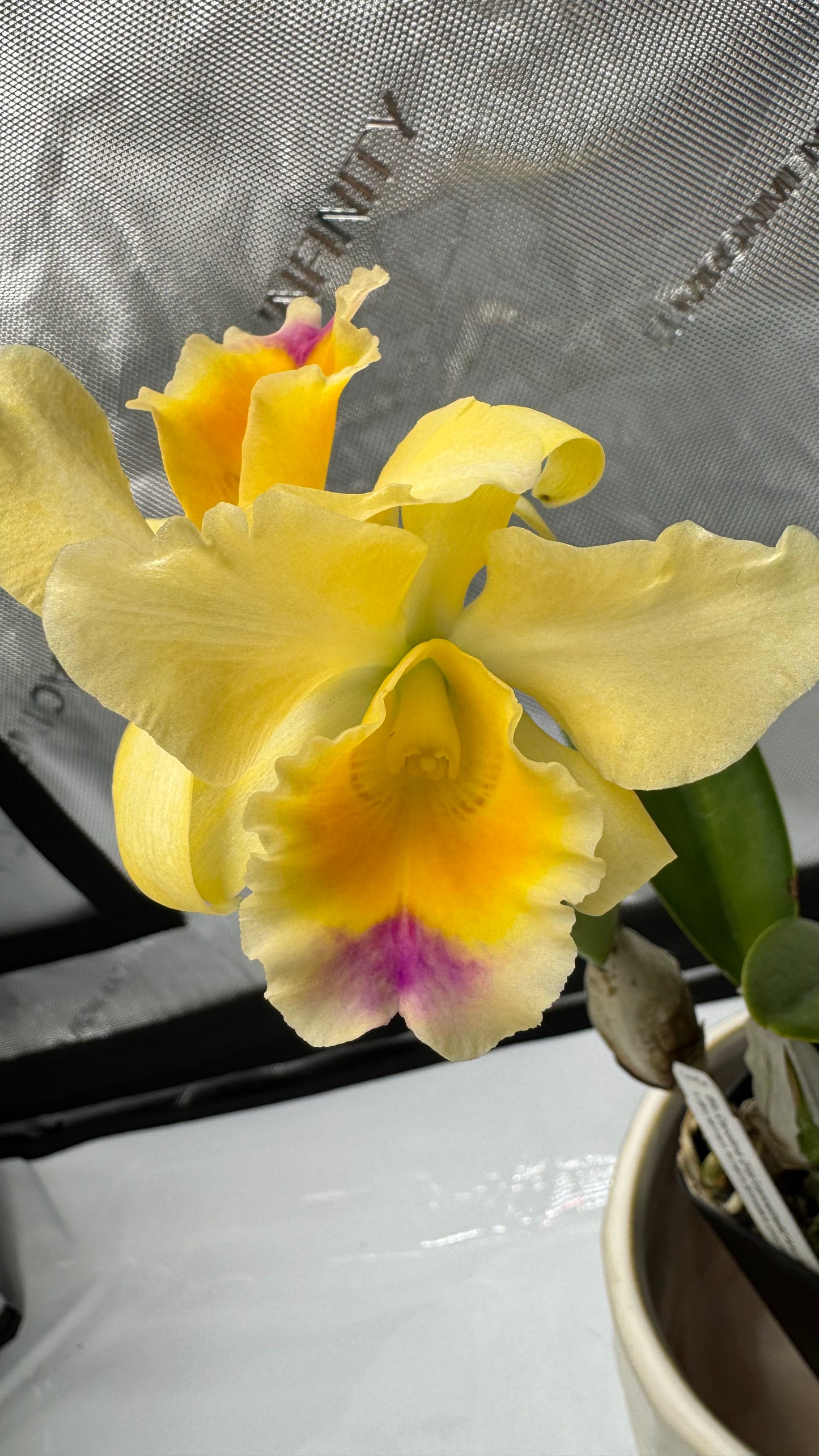 Blc. Carolina D' or 'Lenette #2' AM/AOS x (Blc. William Farrell x Schroders Love 'SVO Blush')