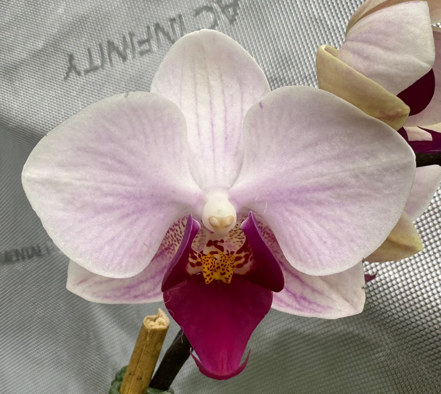 Phalaenopsis Little Gem Stripe No.1 Single Spike In Bud/Bloom