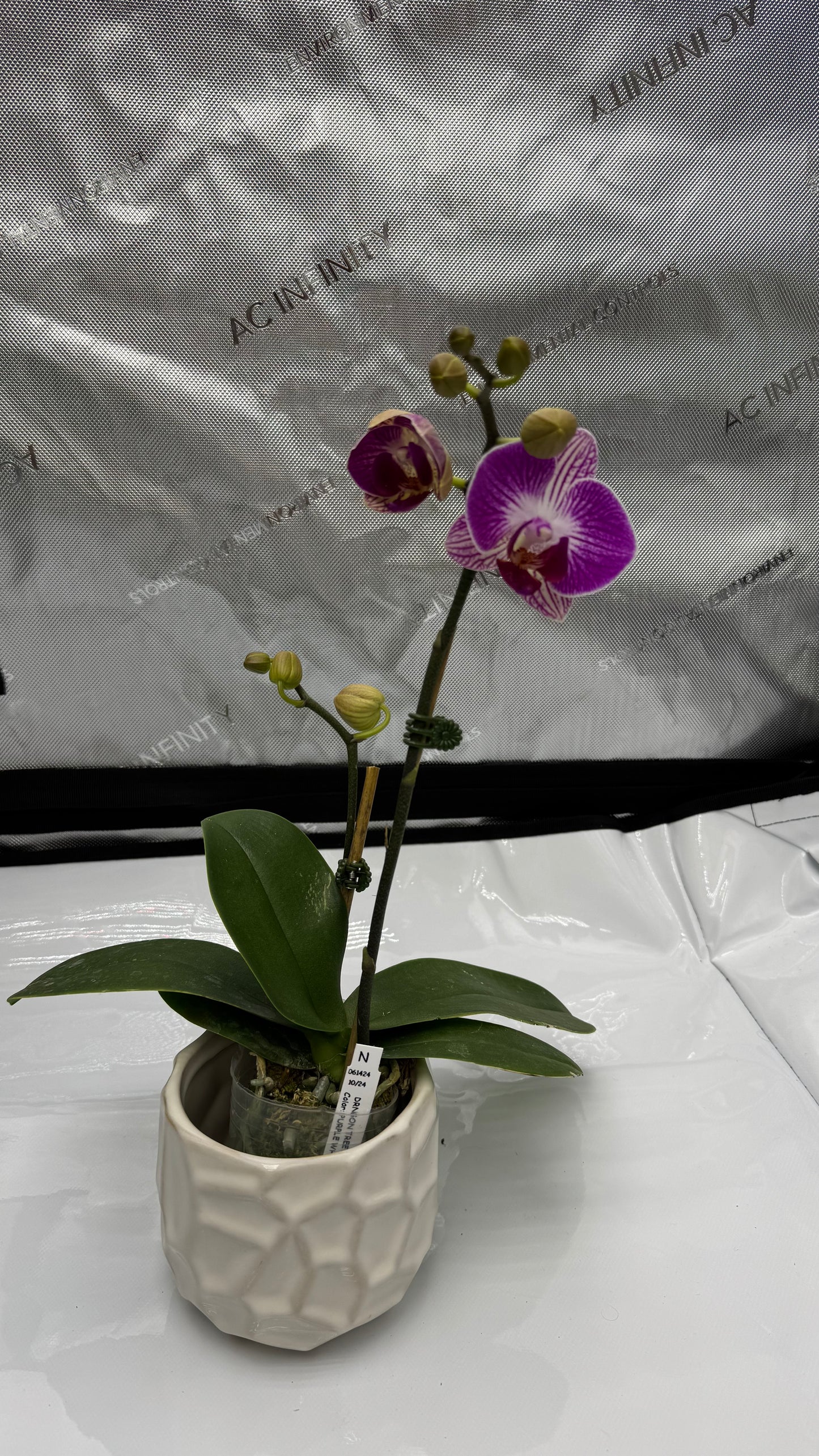 Phalaenopsis Dragon Tree Paradise Single Spike In Bud/Bloom