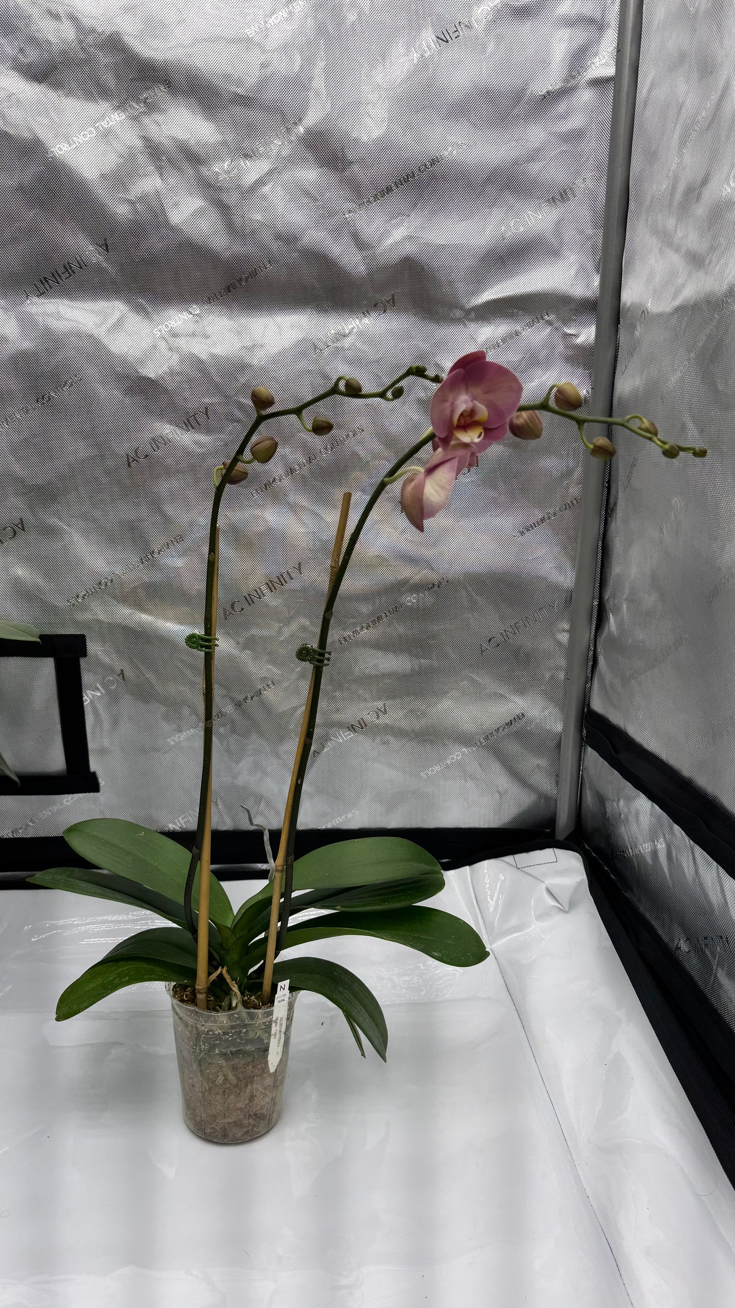 Phalaenopsis KC Honey Peach Double Spike In Bud/Bloom