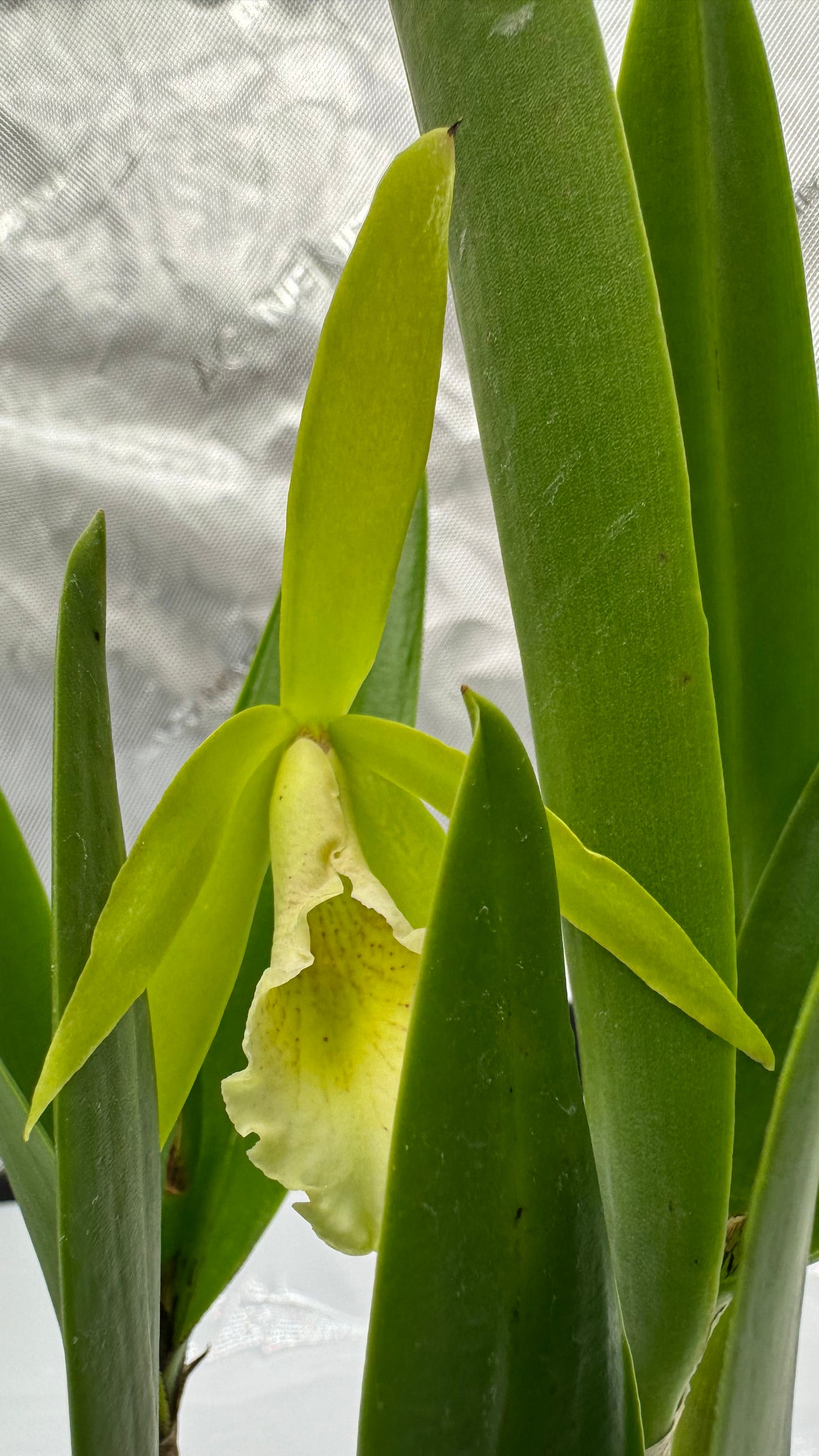 Procatavola (PCV) 'Key Lime Stars'