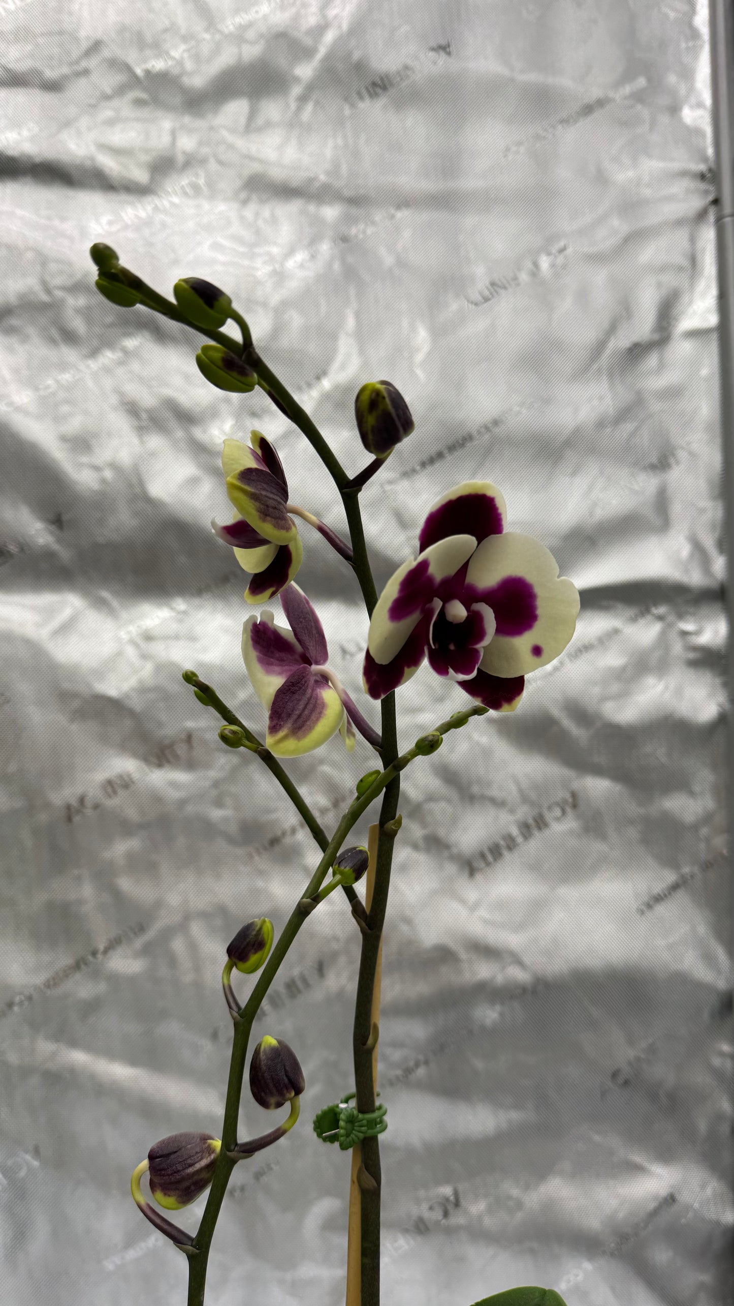 Phalaenopsis CHI Yeuh Sport Butterfly Double Spike In Bud/Bloom