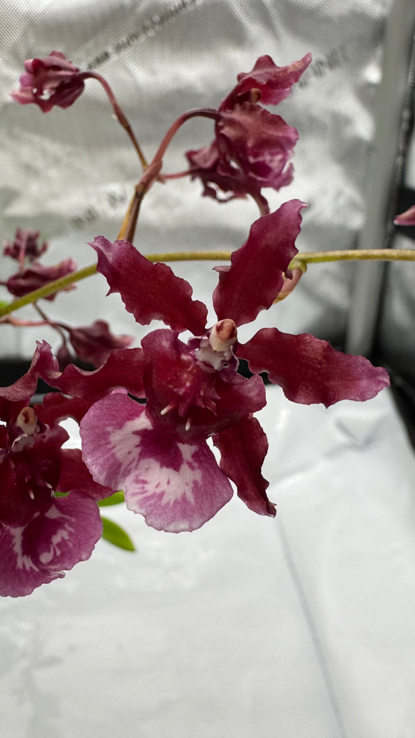 Oncidium (Onc.) Heaven Scent 'Sweet Baby'