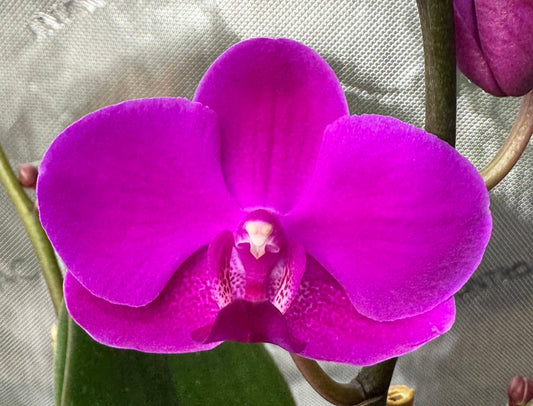 Phalaenopsis Queen Beer 'Electric Ladyland' Single Spike In Bud/Bloom