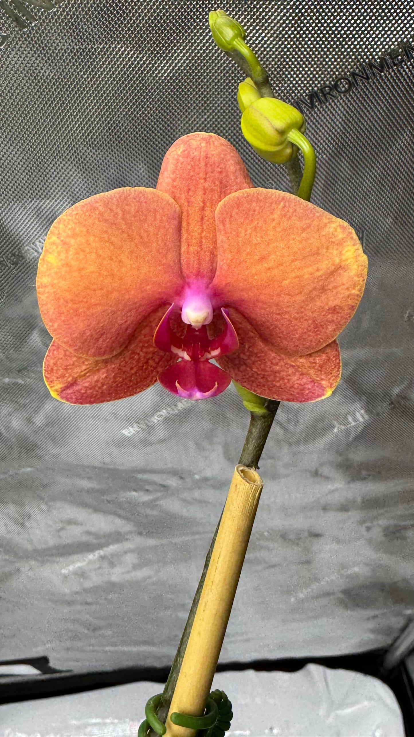 Phalaenopis Surf Song 'Ox Blood Orange' In Bud/Bloom