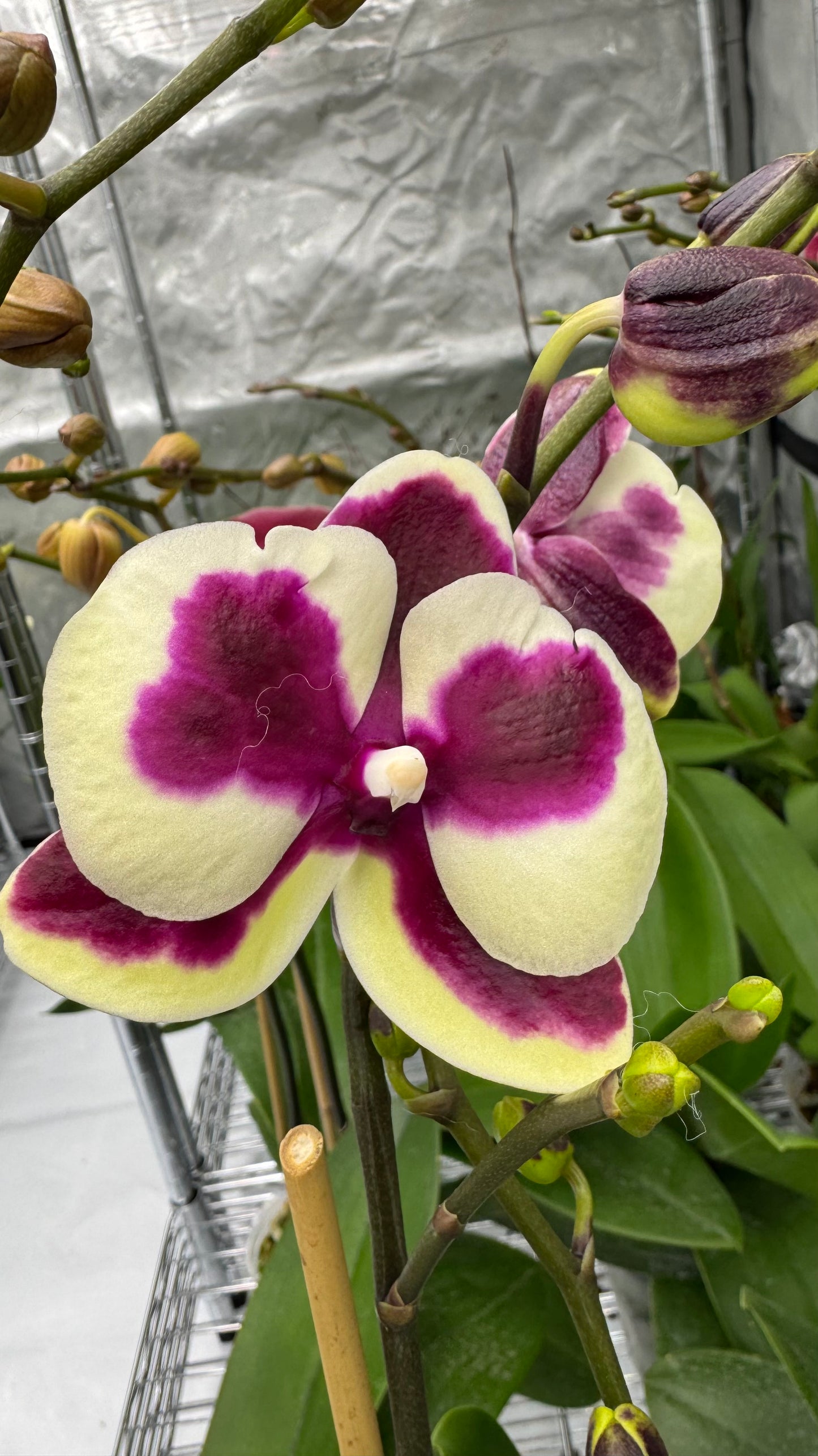 Phalaenopsis CHI Yeuh Sport Butterfly Double Spike In Bud/Bloom