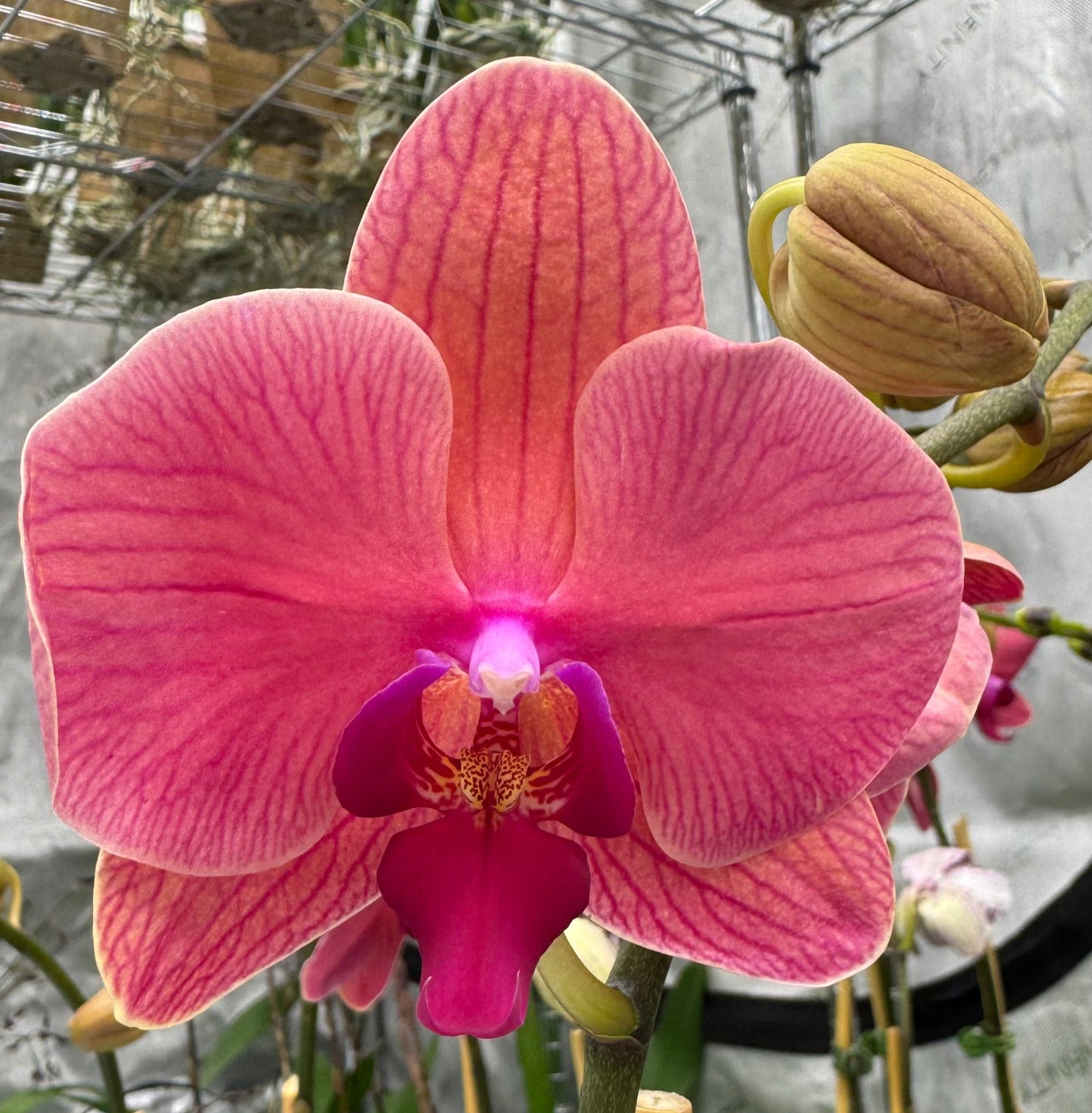 Phalaenopsis Dtps. Lianher Orange Double Spike In Bud/Bloom