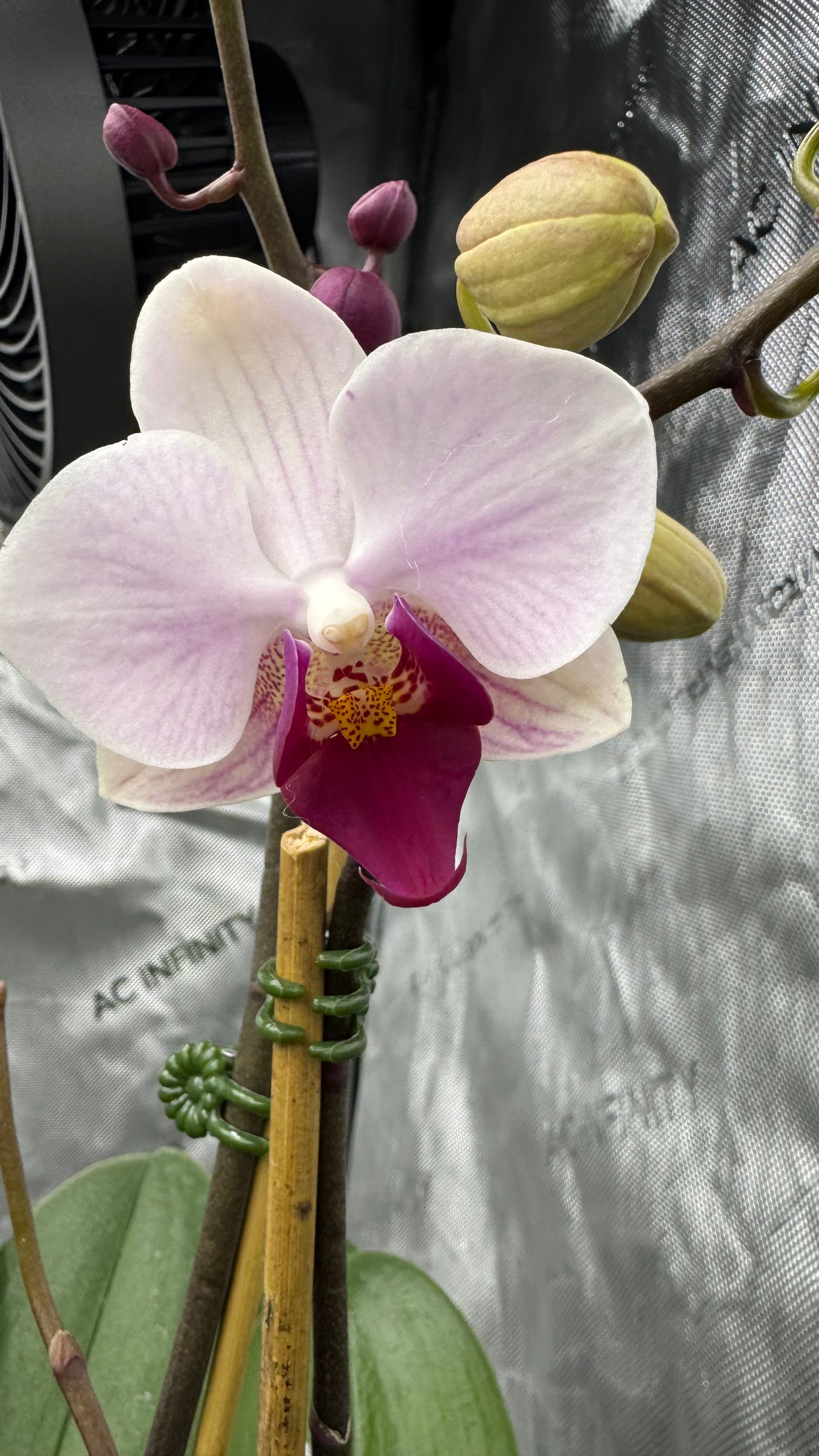 Phalaenopsis Little Gem Stripe No.1 Single Spike In Bud/Bloom