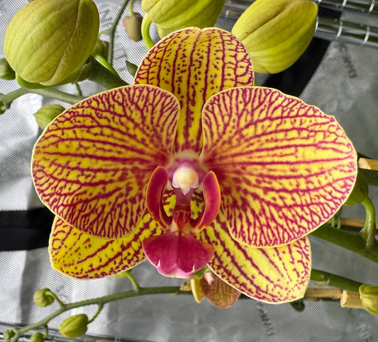 Phalaenopsis KV Beauty Double Spike In Bud/Bloom