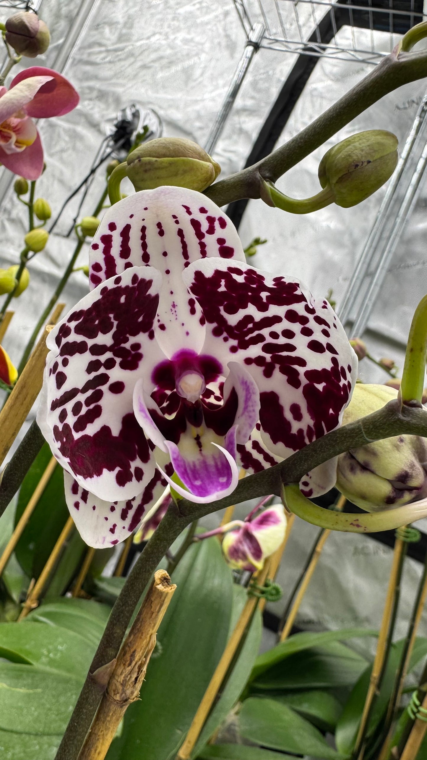 Phalaenopsis Lianher Black Pearl Double Spike In Bud/Bloom