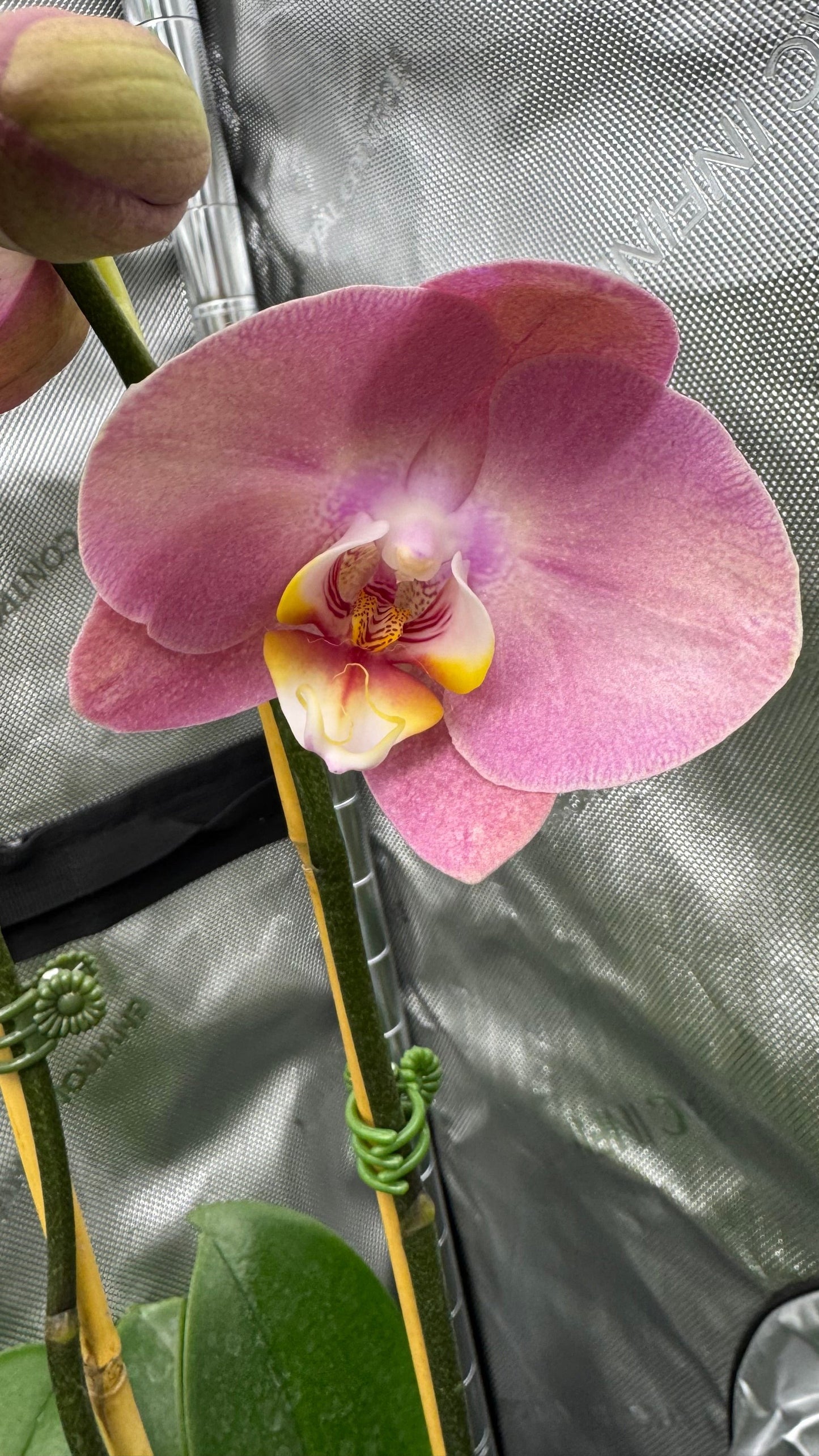 Phalaenopsis KC Honey Peach Double Spike In Bud/Bloom