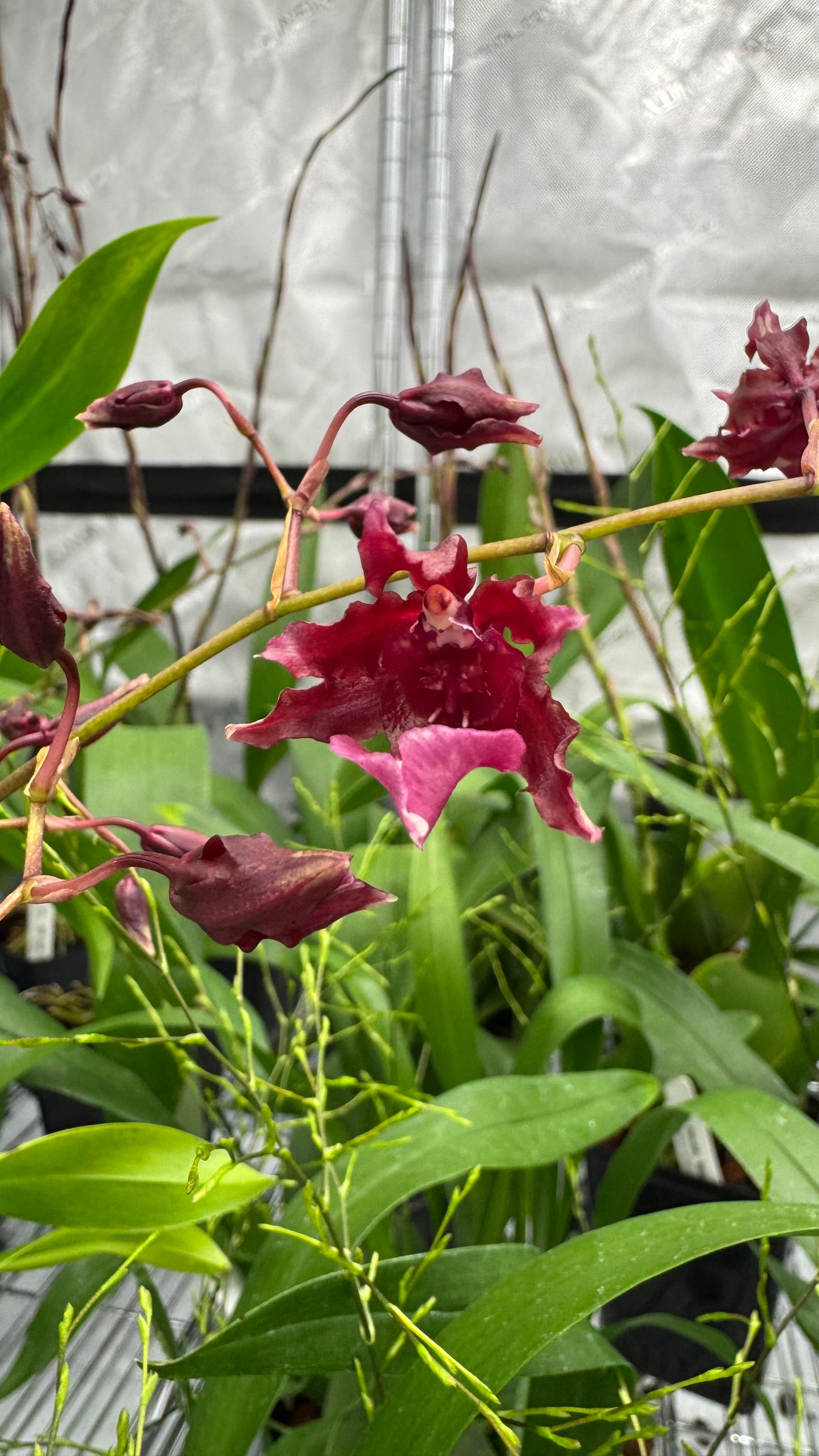 Oncidium (Onc.) Heaven Scent 'Sweet Baby'