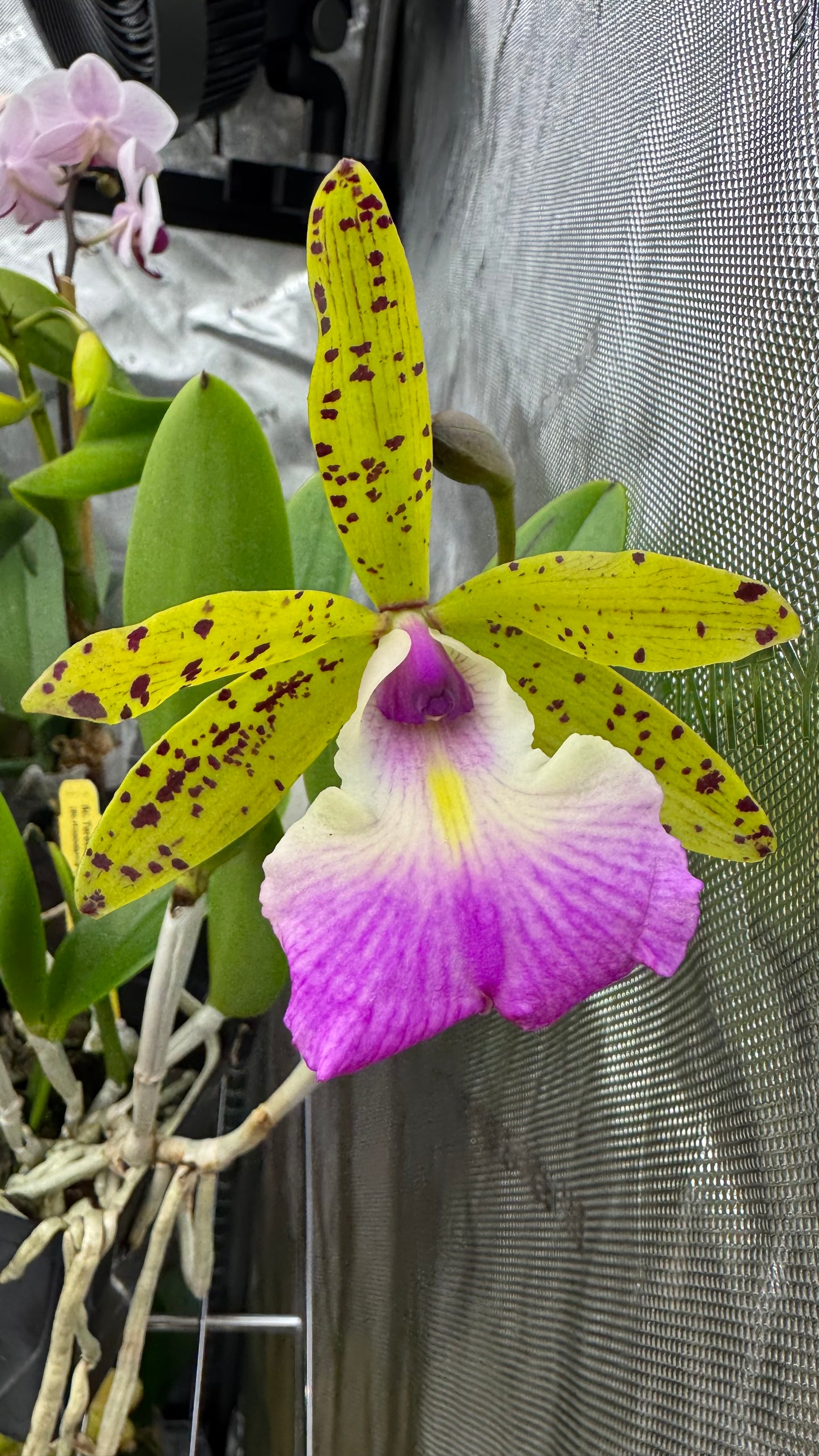 Bc. Teresa Ricci (Bc. Hippodamia x C. aciandiae)