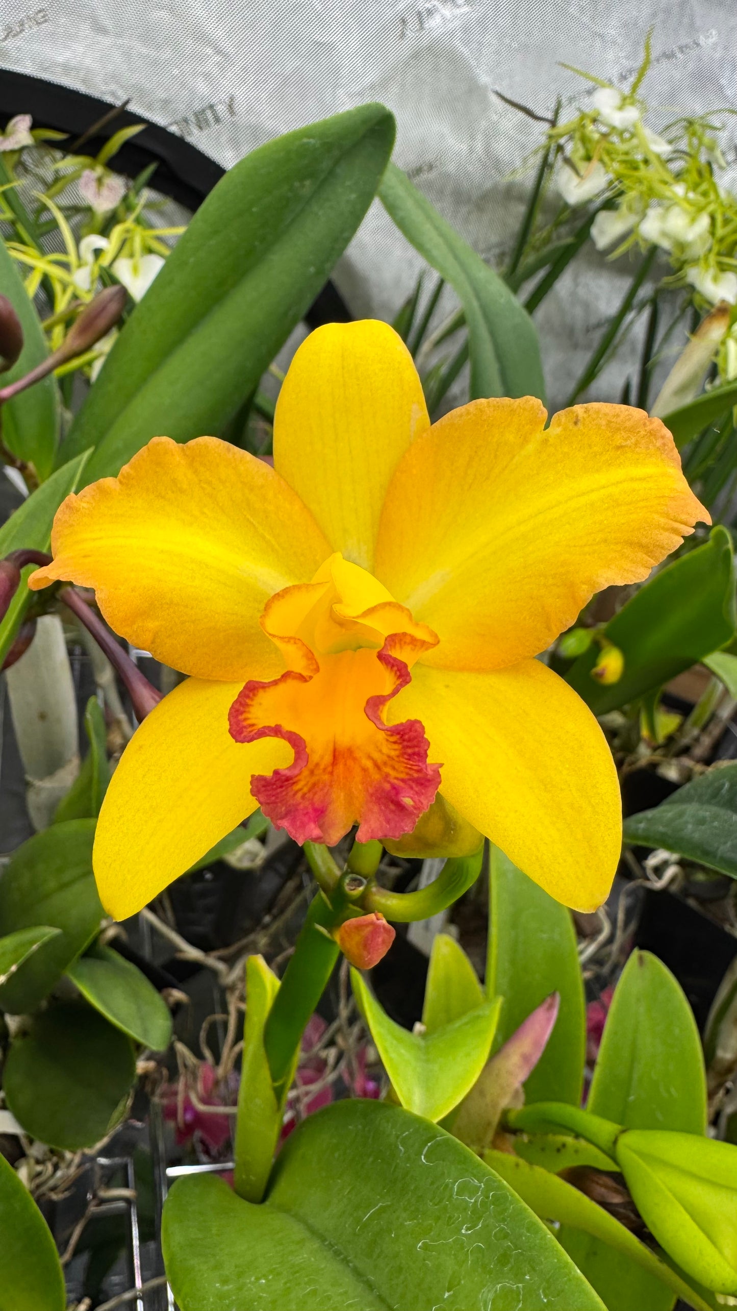 Blc. Love Sound 'Dogashima' AM/AOS x Blc. Carolina Golden D' or 'Lenette AM/AOS