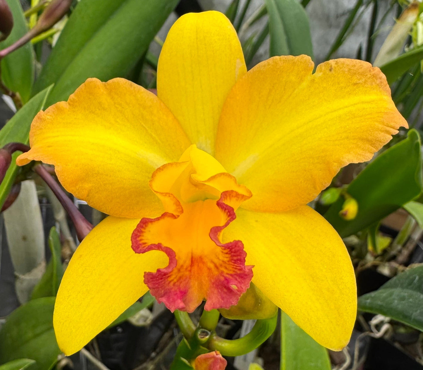 Blc. Love Sound 'Dogashima' AM/AOS x Blc. Carolina Golden D' or 'Lenette AM/AOS