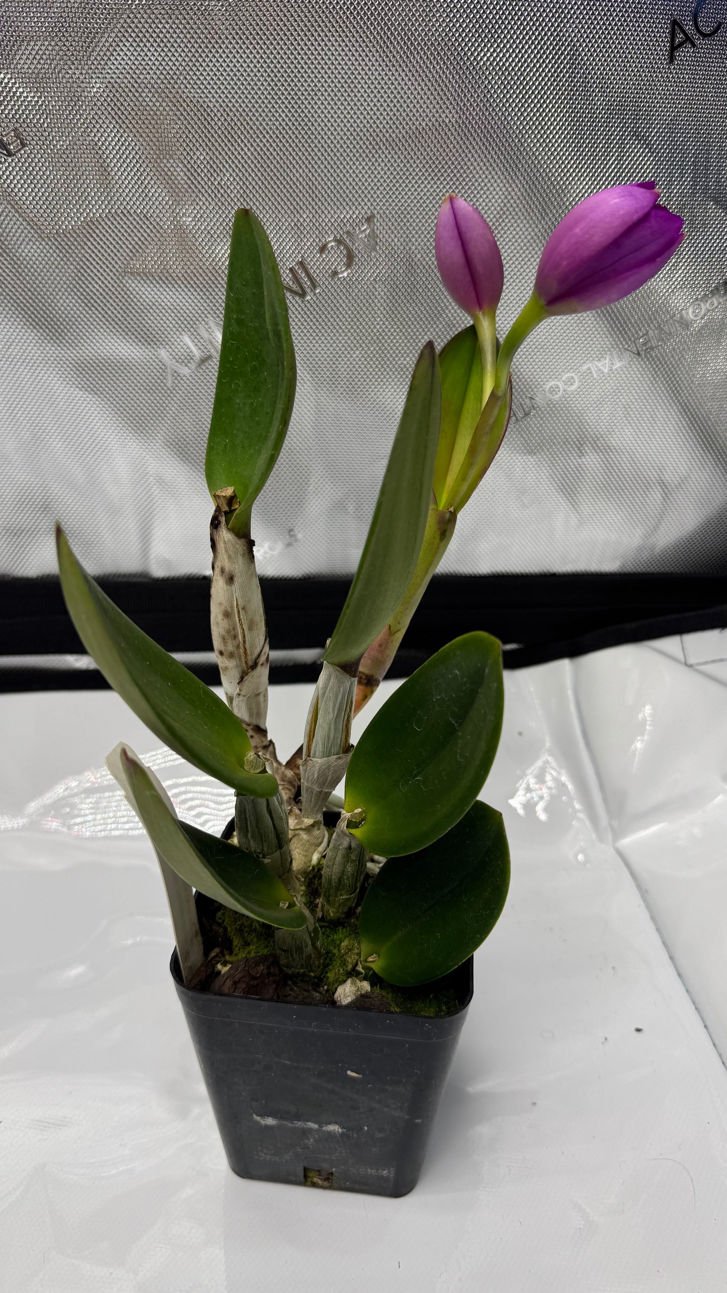 (Slc. Angle Jack x Lc. Mini Purple) 'SVO' x (Blc. Hunting Island x Lc. Aloha Case) 'SVO'