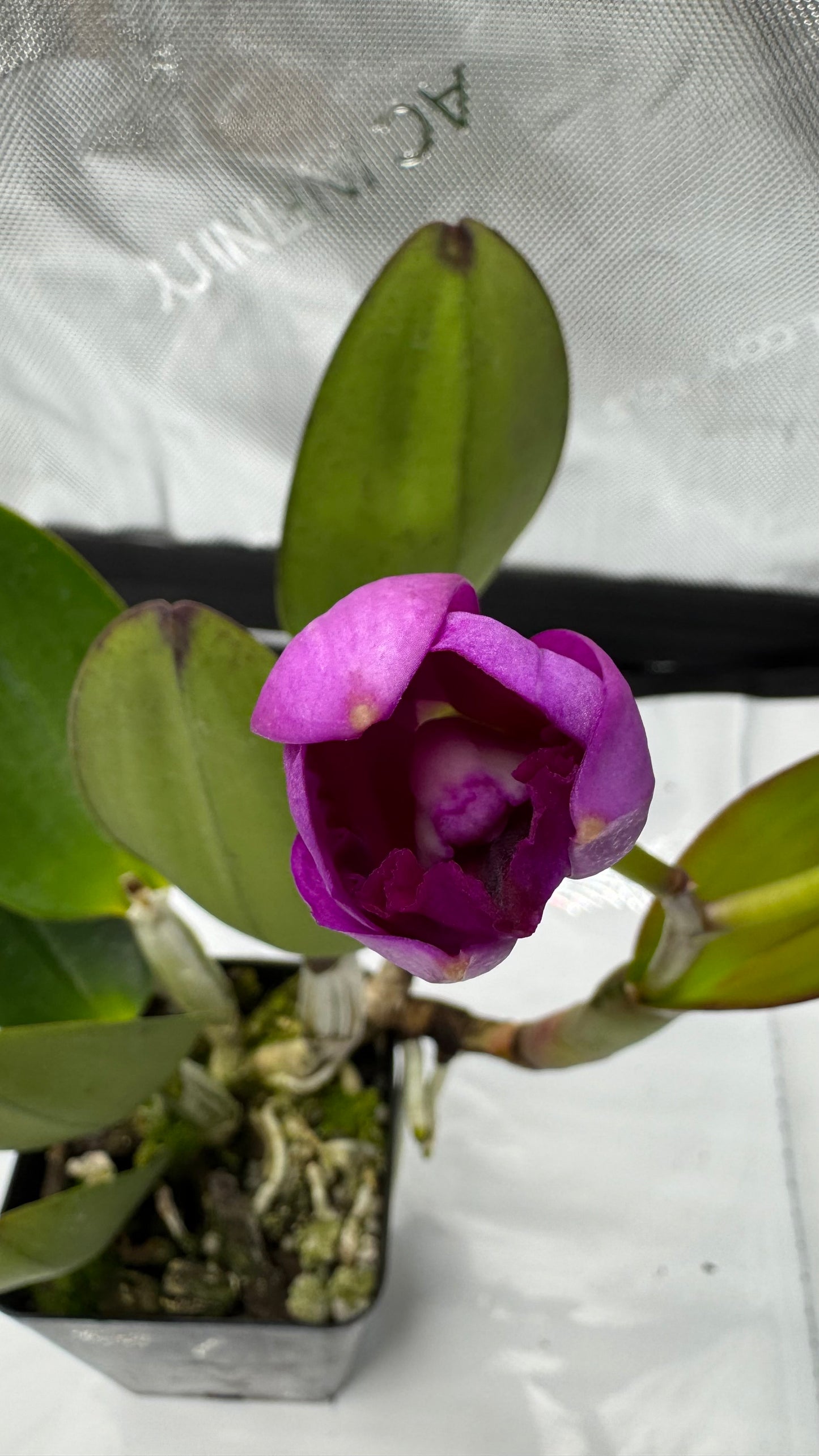 (Slc. Angle Jack x Lc. Mini Purple) 'SVO' x (Blc. Hunting Island x Lc. Aloha Case) 'SVO'