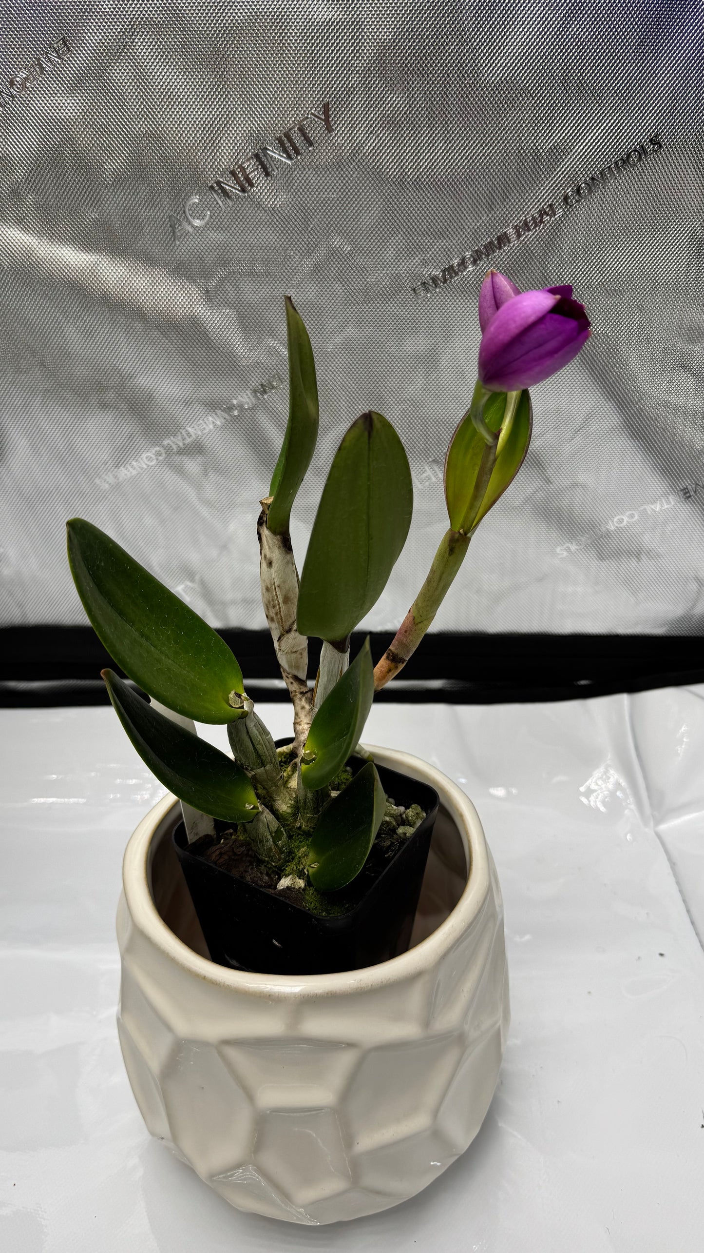 (Slc. Angle Jack x Lc. Mini Purple) 'SVO' x (Blc. Hunting Island x Lc. Aloha Case) 'SVO'