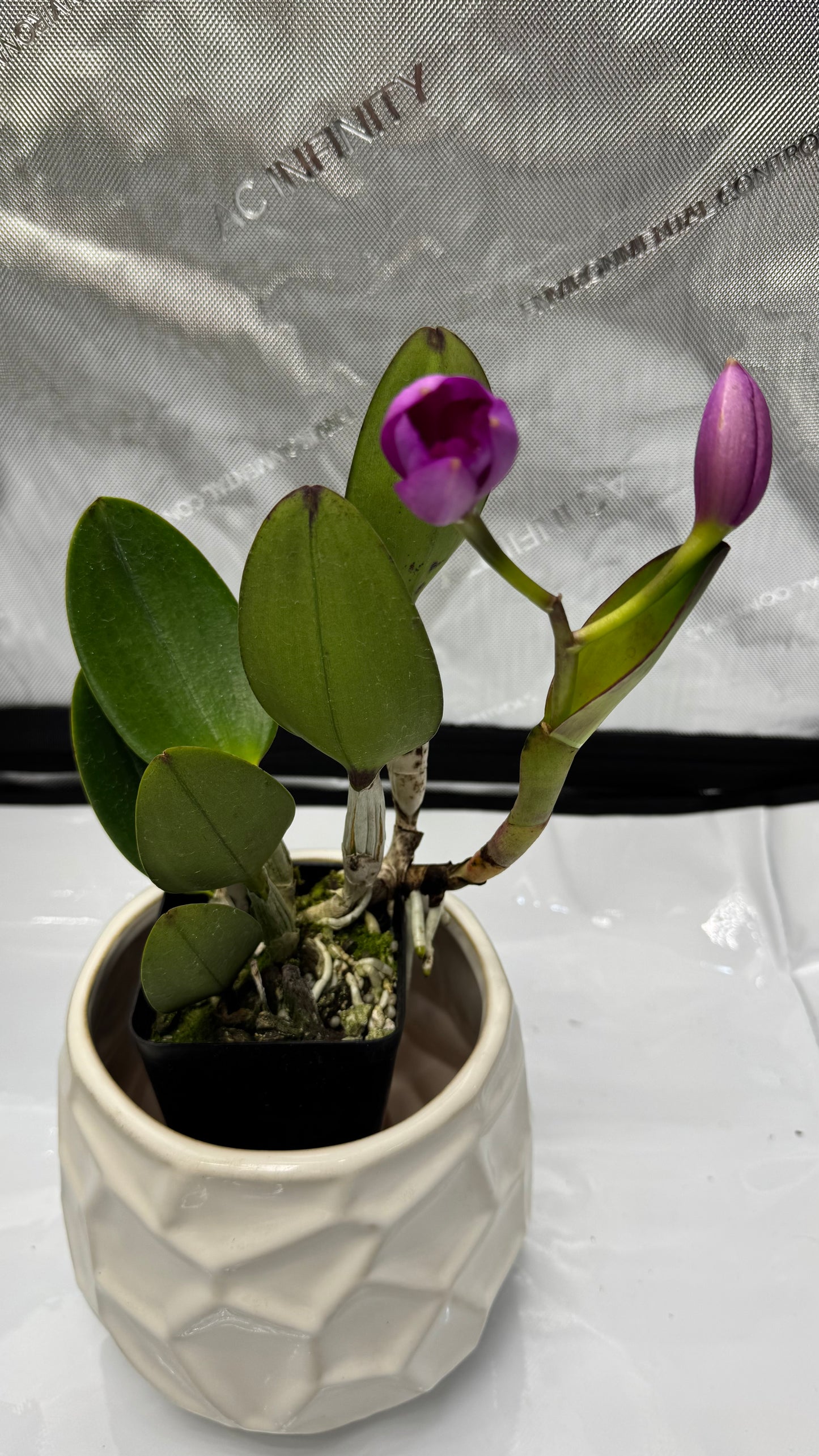 (Slc. Angle Jack x Lc. Mini Purple) 'SVO' x (Blc. Hunting Island x Lc. Aloha Case) 'SVO'