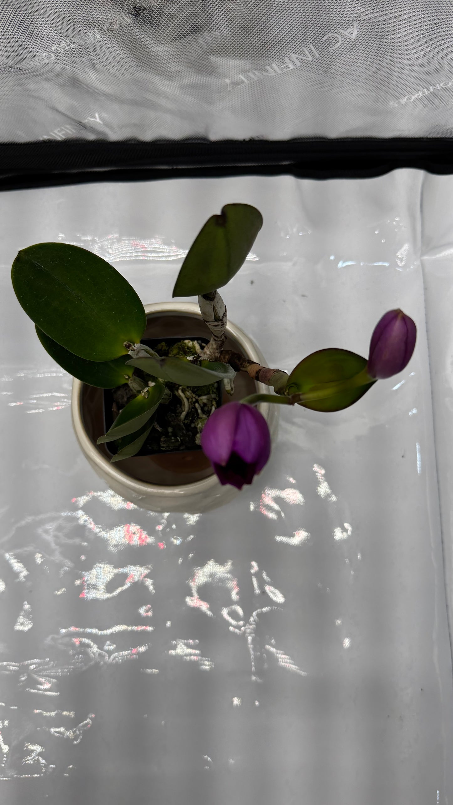 (Slc. Angle Jack x Lc. Mini Purple) 'SVO' x (Blc. Hunting Island x Lc. Aloha Case) 'SVO'