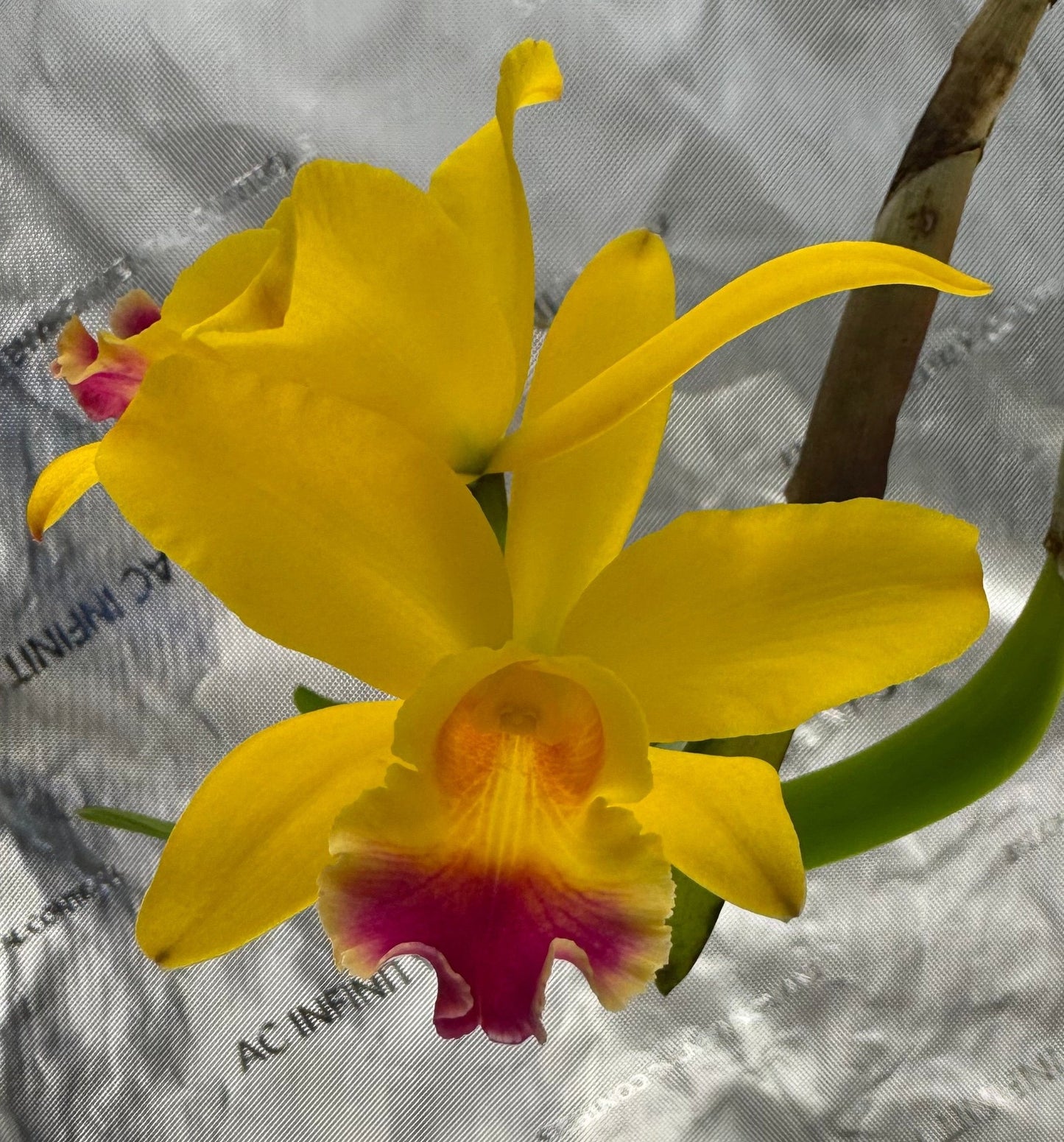 Blc. Guess What 'SVO' AM/AOS x Pot. Little Toshie 'Gold Country' AM/AOS