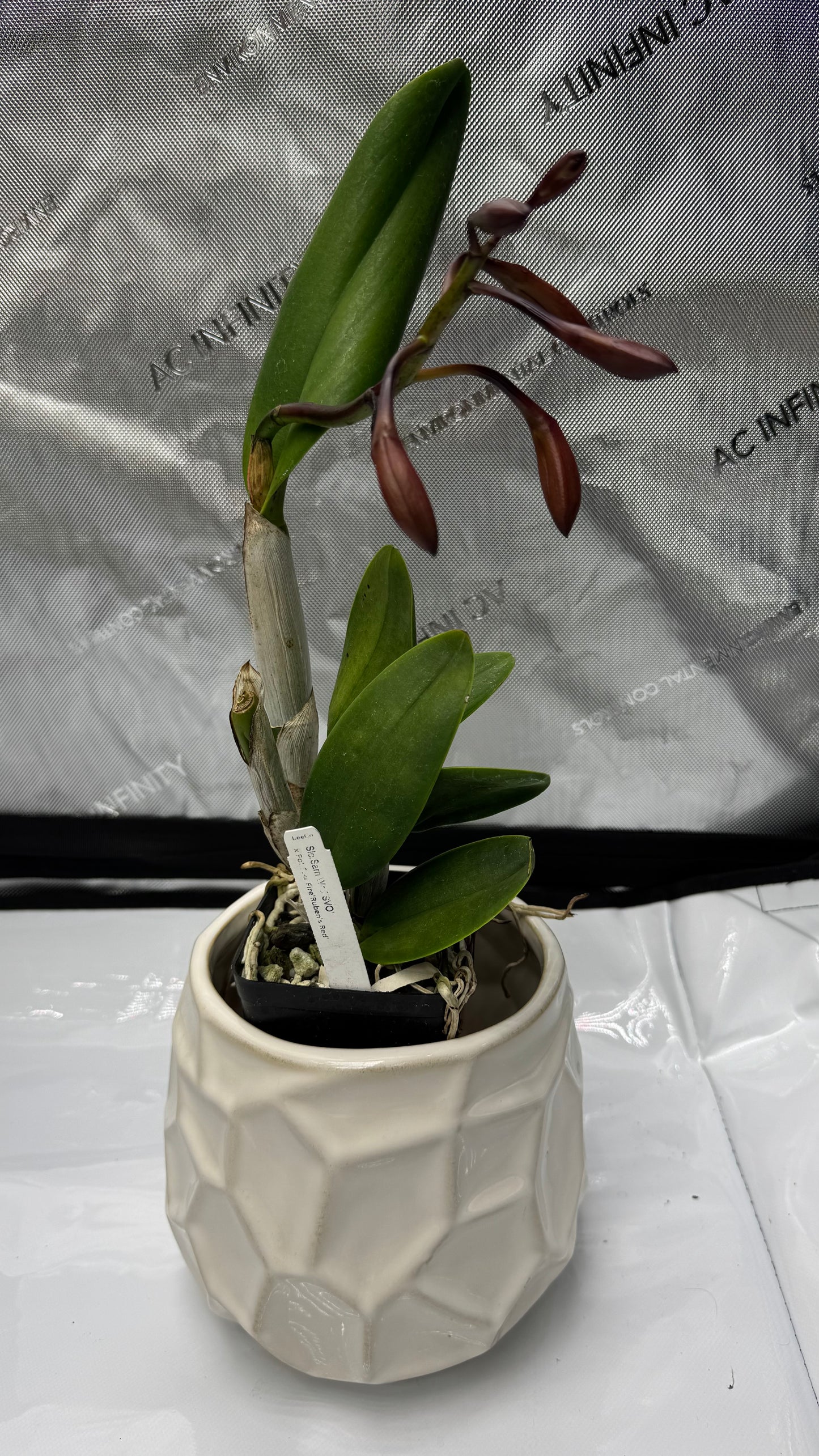 Slc. Sam Wolf 'SVO' x Potinara Star Fire 'Rubens Red'