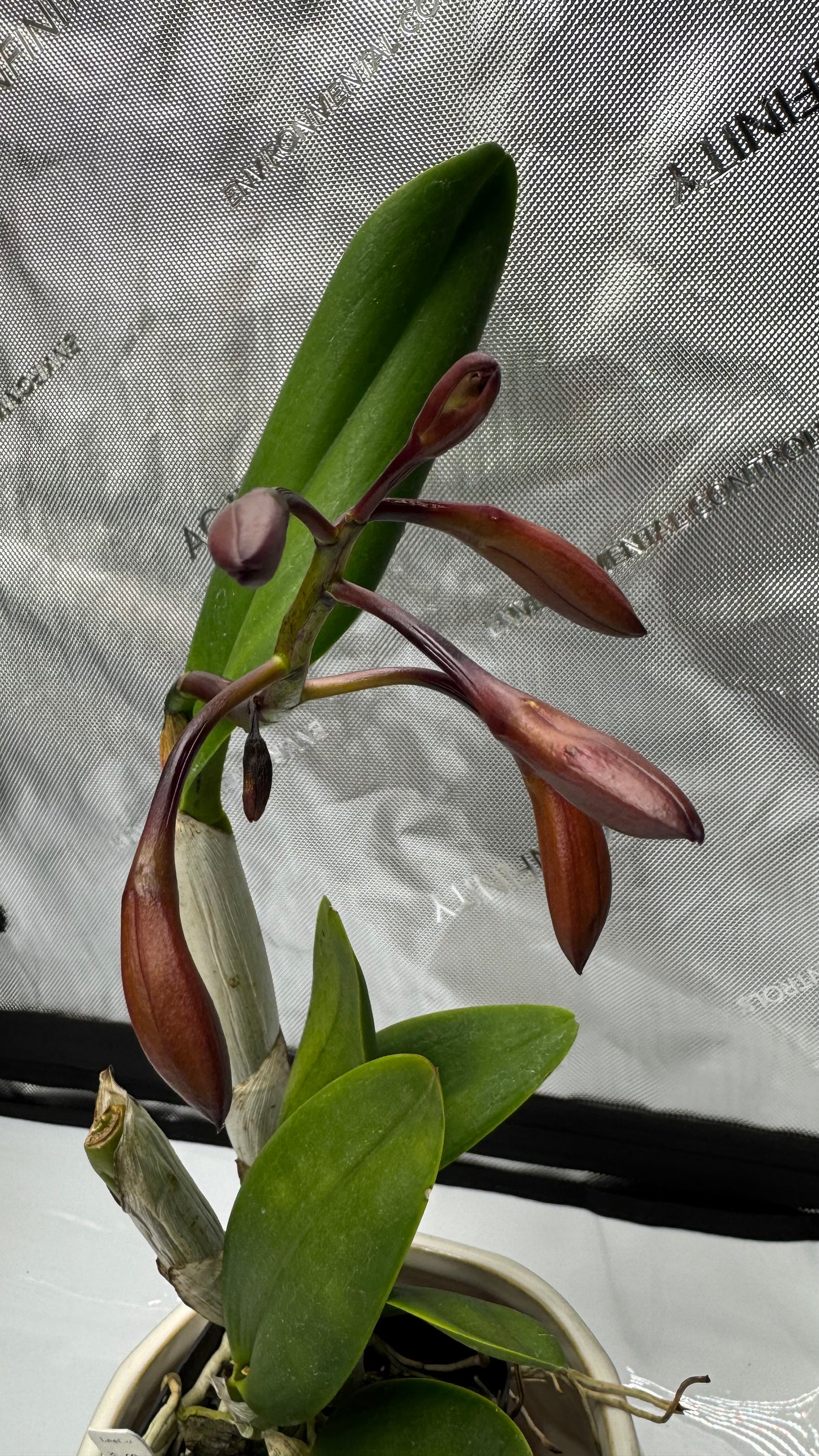 Slc. Sam Wolf 'SVO' x Potinara Star Fire 'Rubens Red'