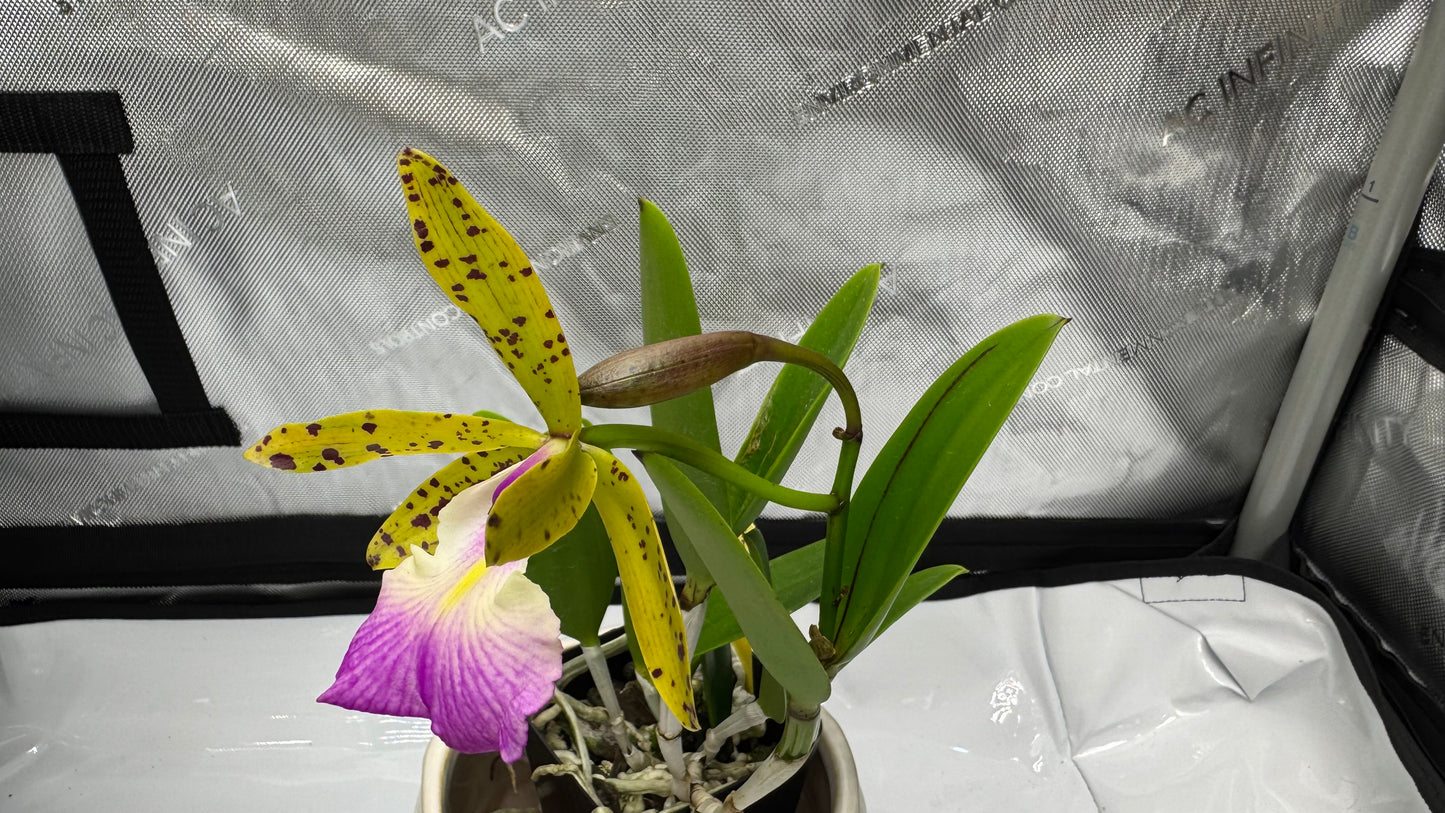 Bc. Teresa Ricci (Bc. Hippodamia x C. aciandiae)