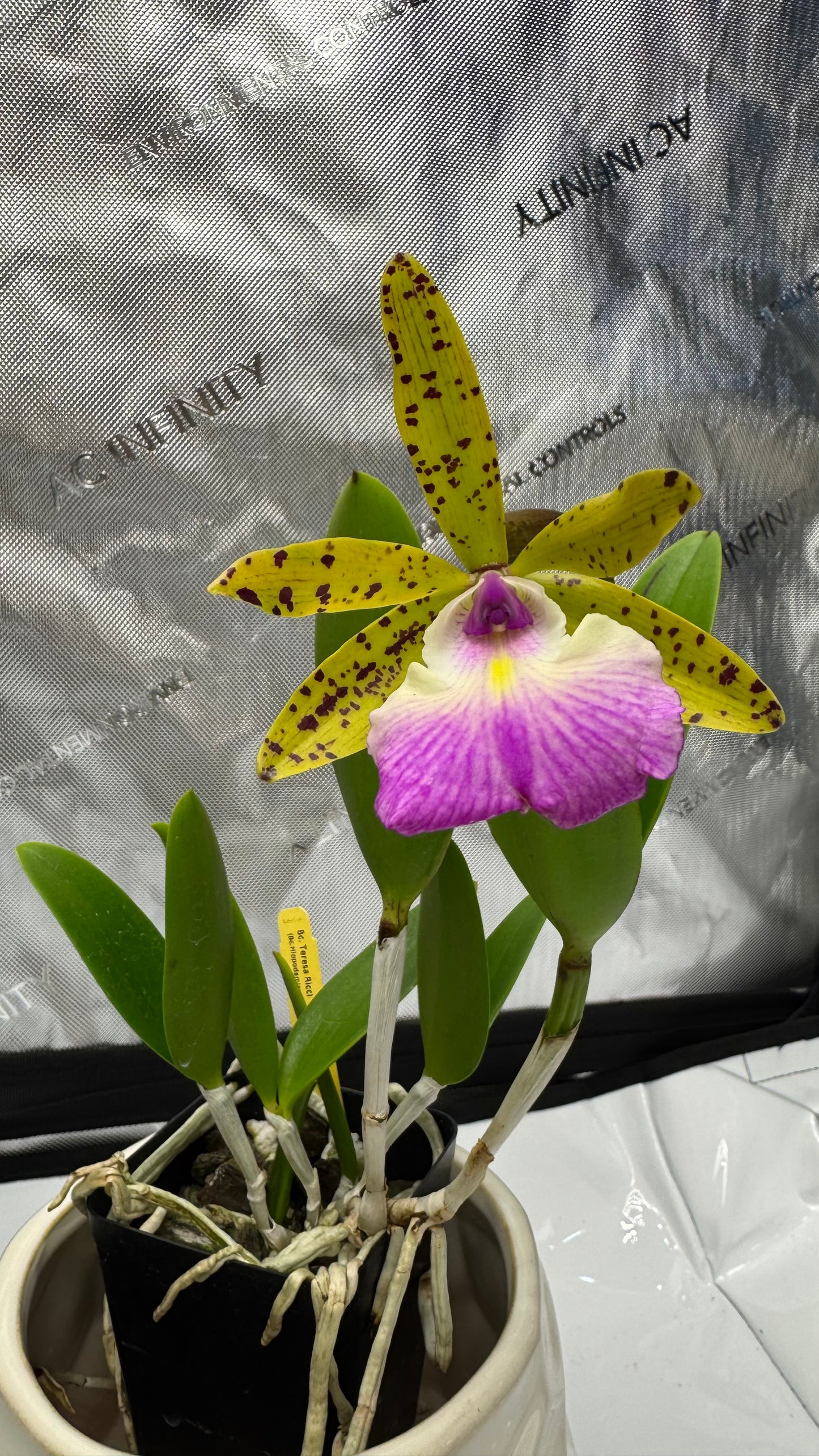 Bc. Teresa Ricci (Bc. Hippodamia x C. aciandiae)