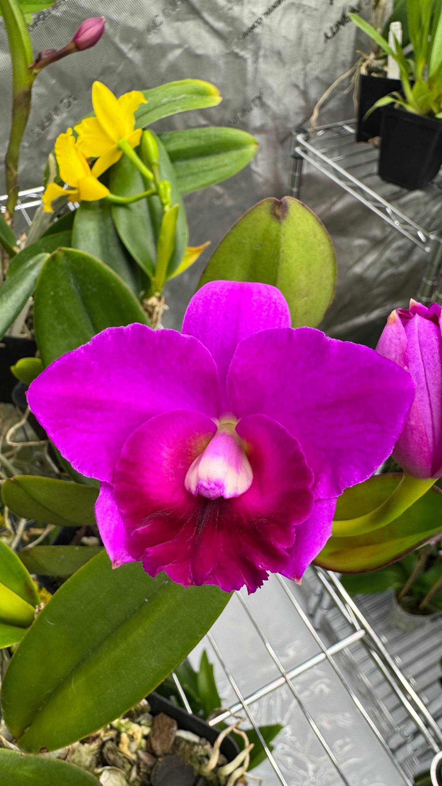 (Slc. Angle Jack x Lc. Mini Purple) 'SVO' x (Blc. Hunting Island x Lc. Aloha Case) 'SVO'