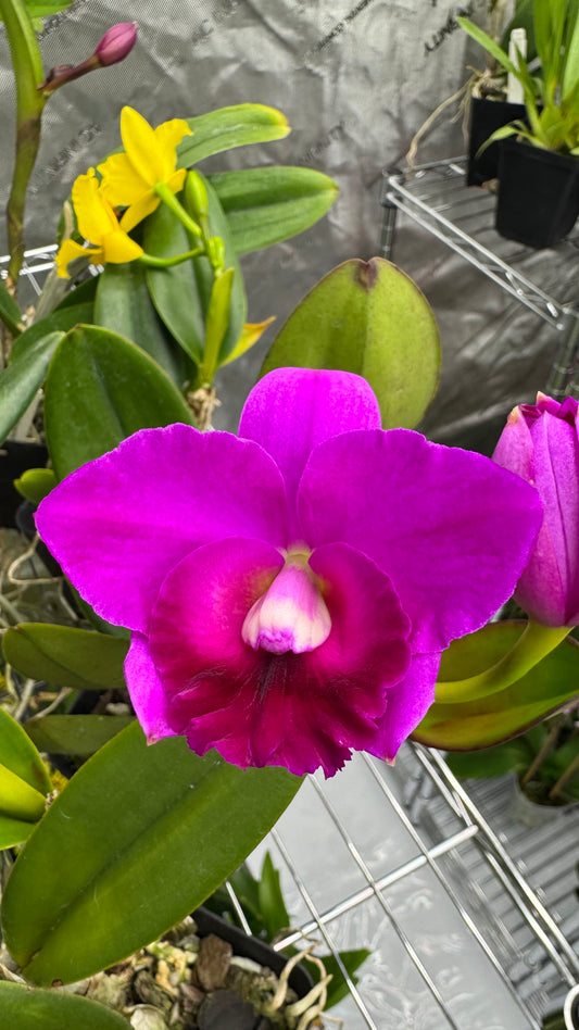 (Slc. Angle Jack x Lc. Mini Purple) 'SVO' x (Blc. Hunting Island x Lc. Aloha Case) 'SVO'