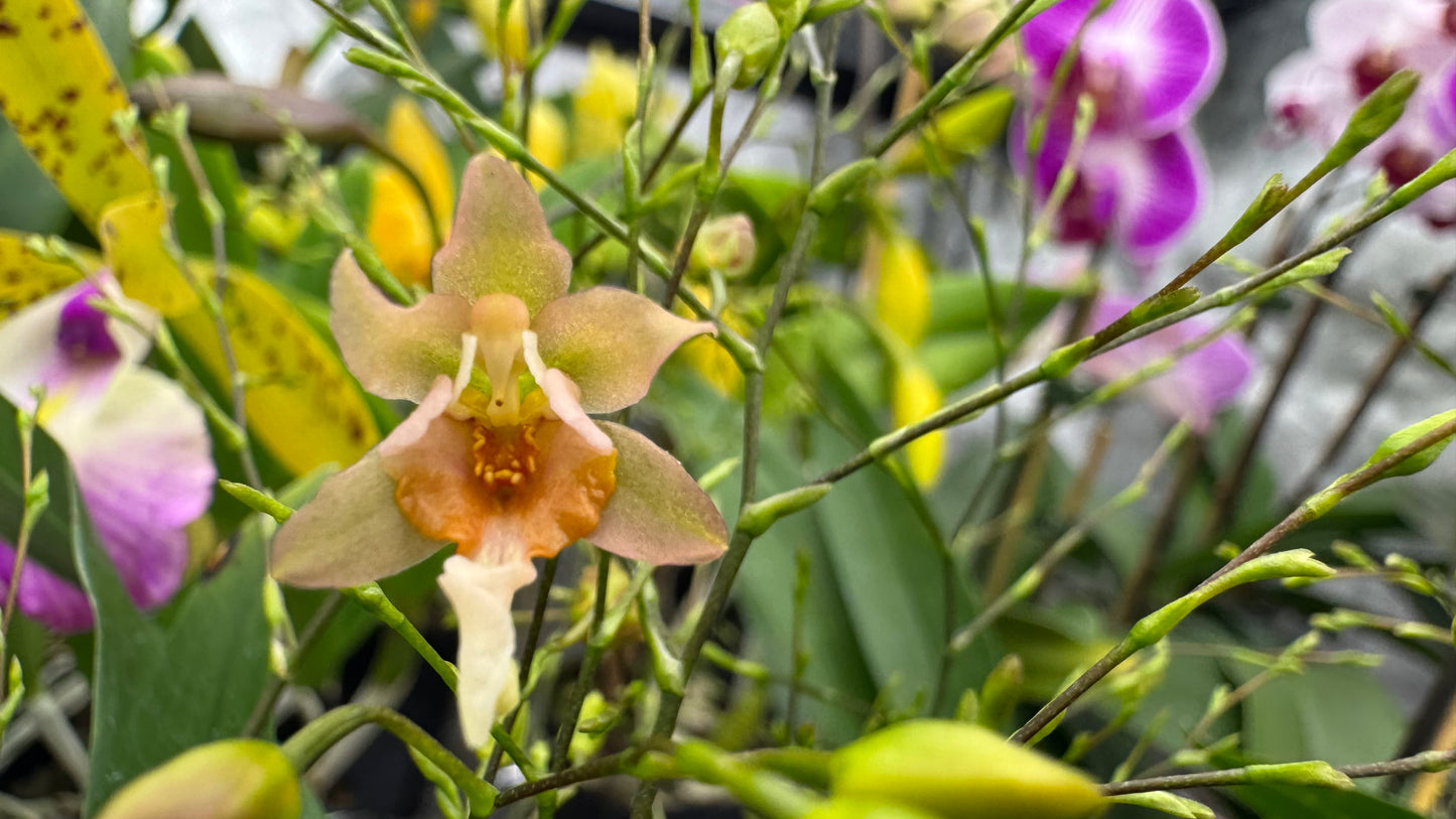 Oncidium (Onc.) Twinkle 'Fragrance Fantasy' SQ/JOGA