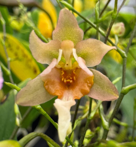 Oncidium (Onc.) Twinkle 'Fragrance Fantasy' SQ/JOGA