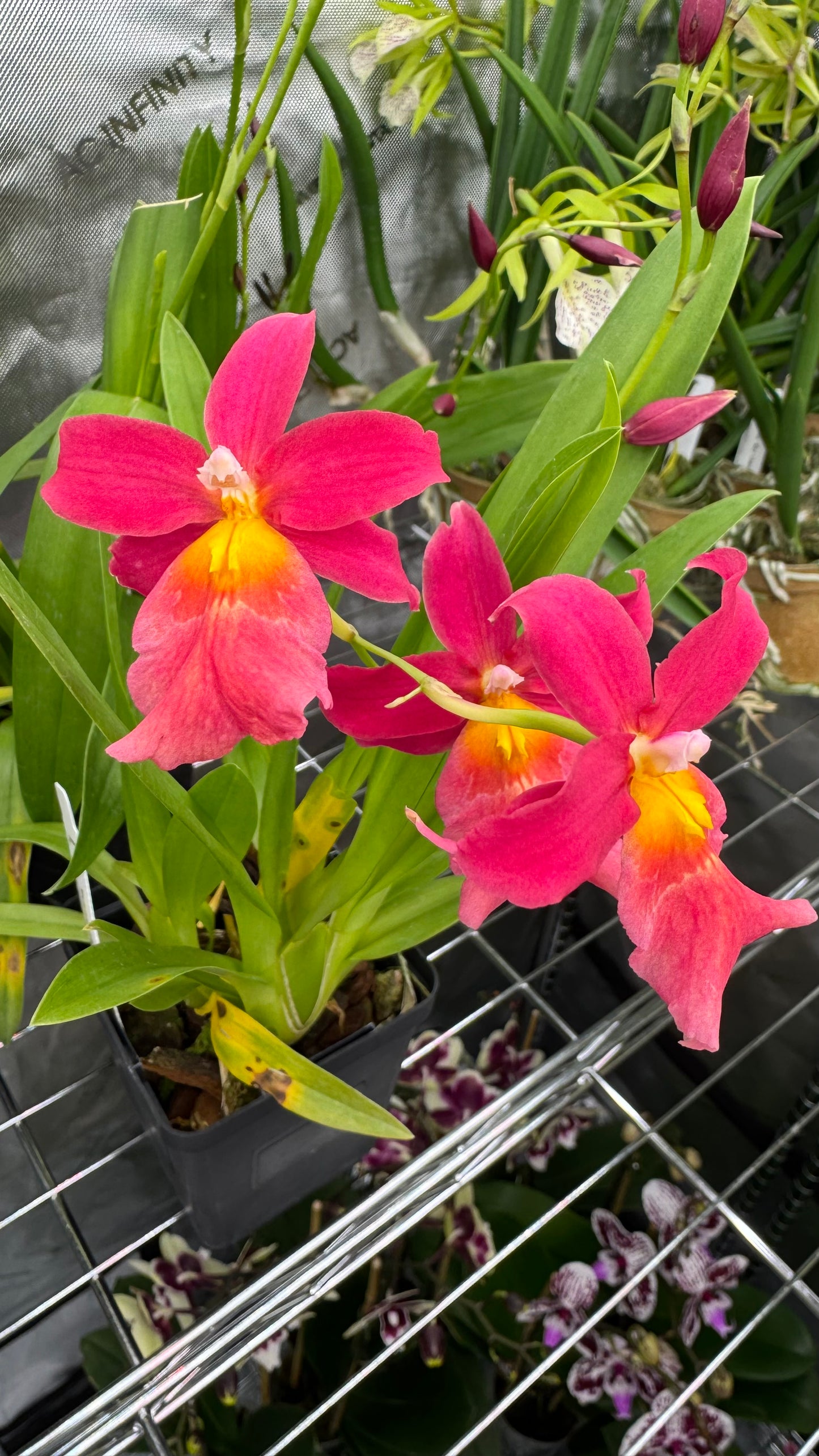 Burrageara (Burr.) 'Francine 'Roseglow'