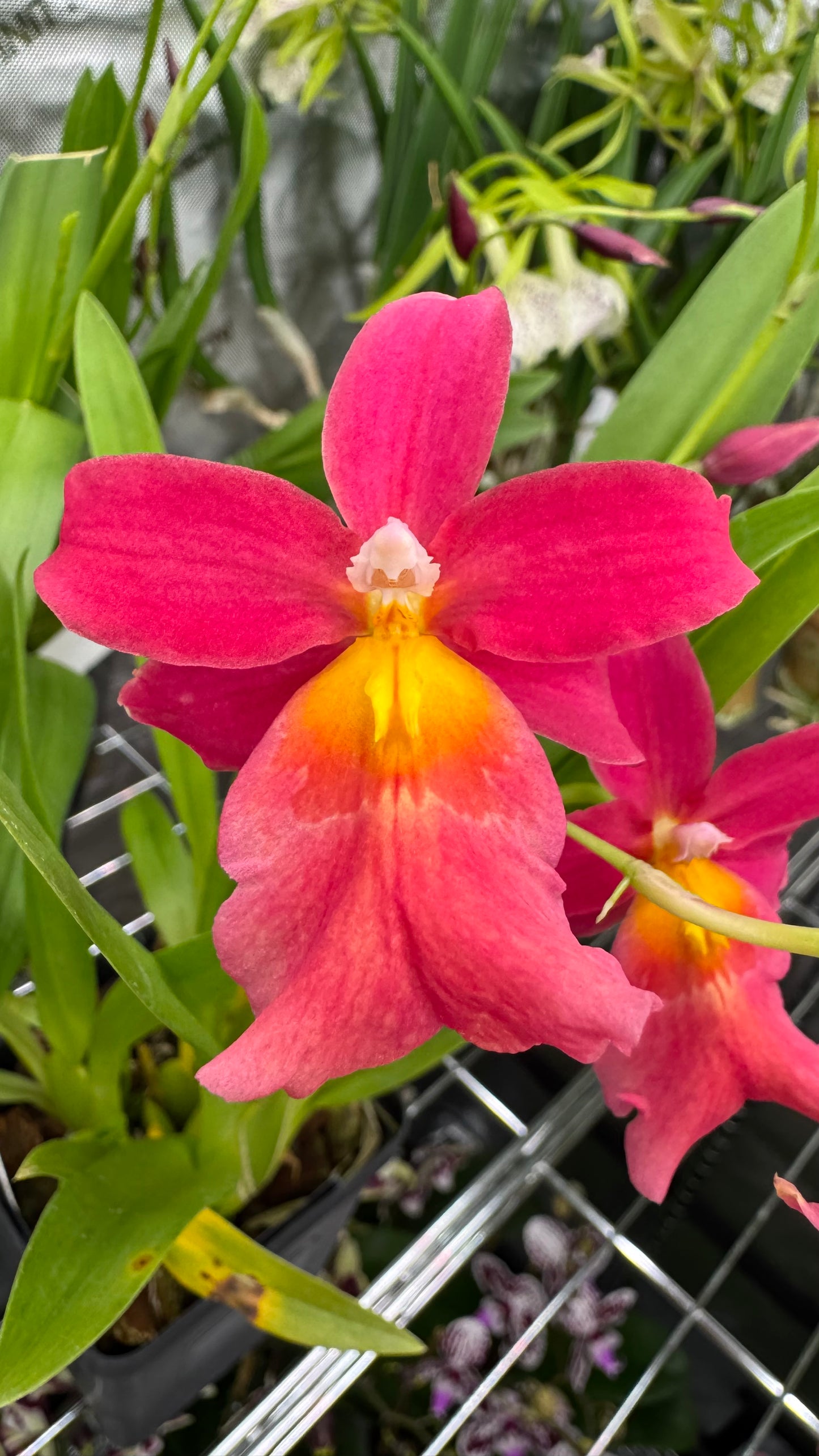 Burrageara (Burr.) 'Francine 'Roseglow'