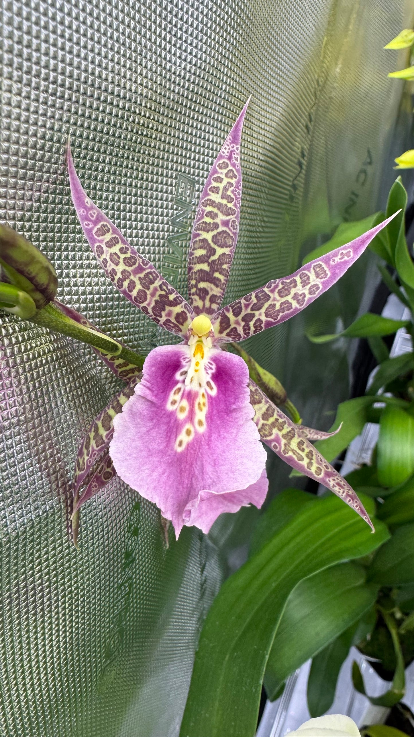 Miltassia (Mtssa.) CM Fitch 'Izumi' AM/AOS